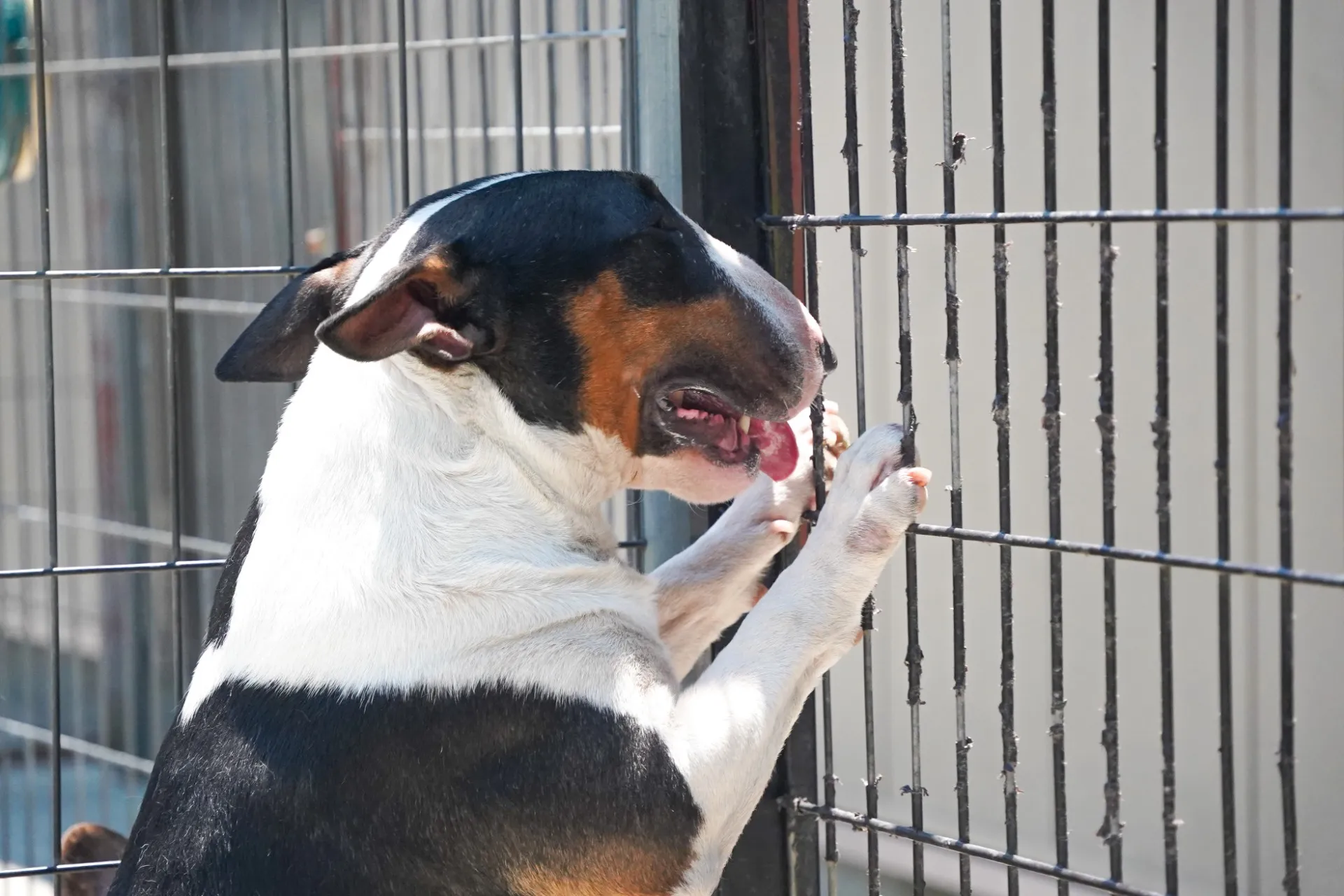 子犬や子猫の誕生や成長過程などを紹介