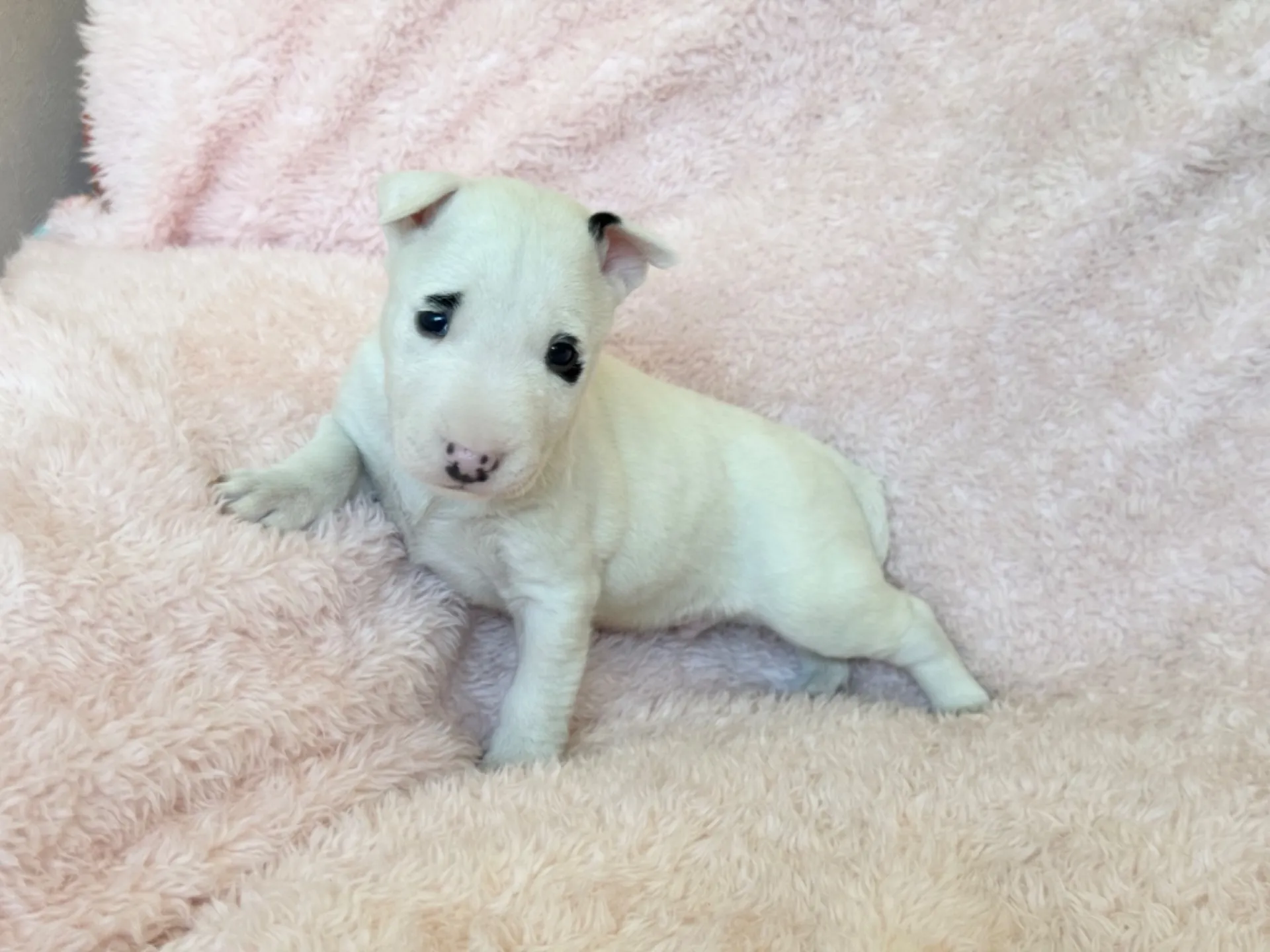 　【ご契約済み】ミニチュアブルテリア