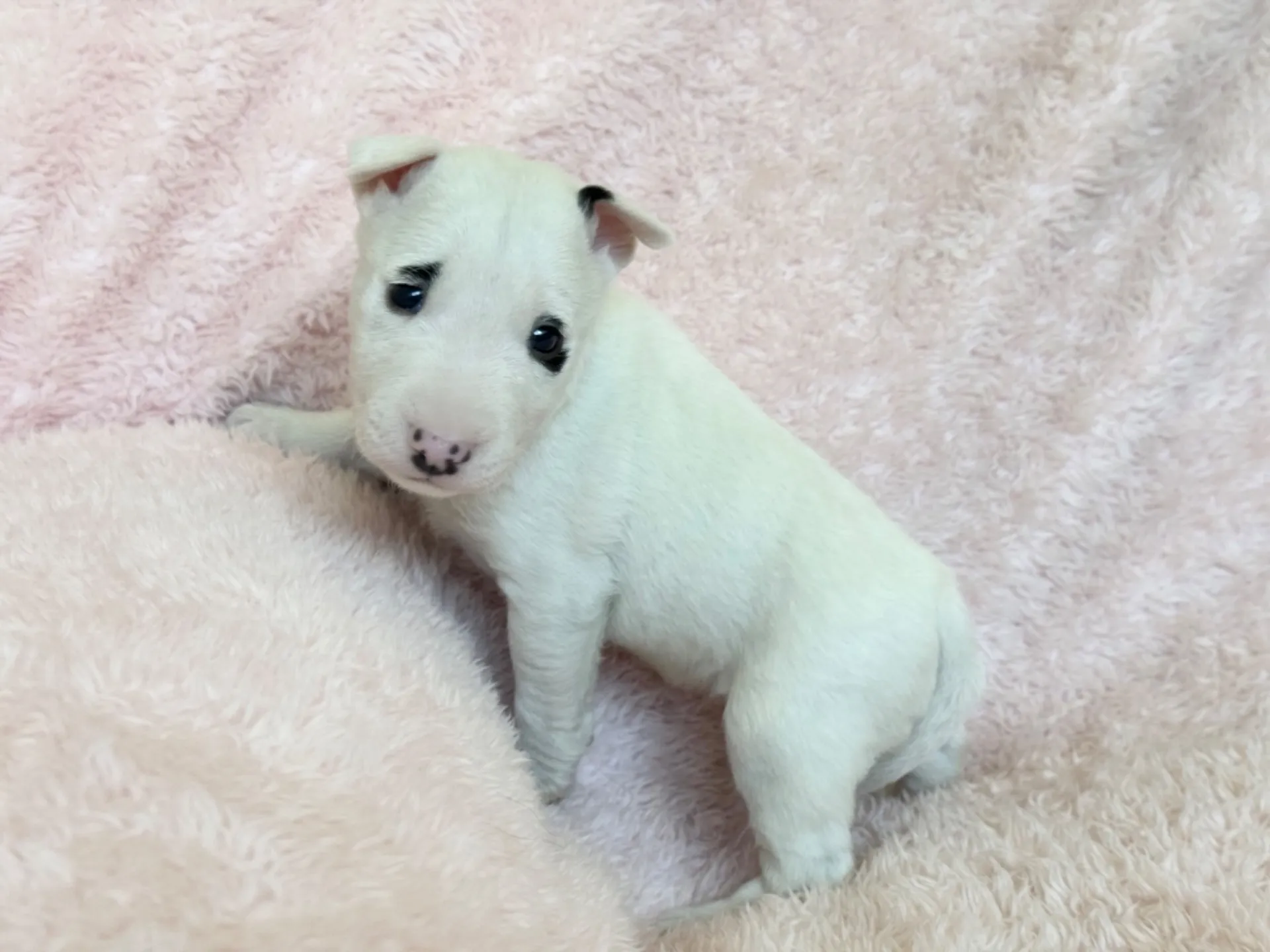 　【ご契約済み】ミニチュアブルテリア