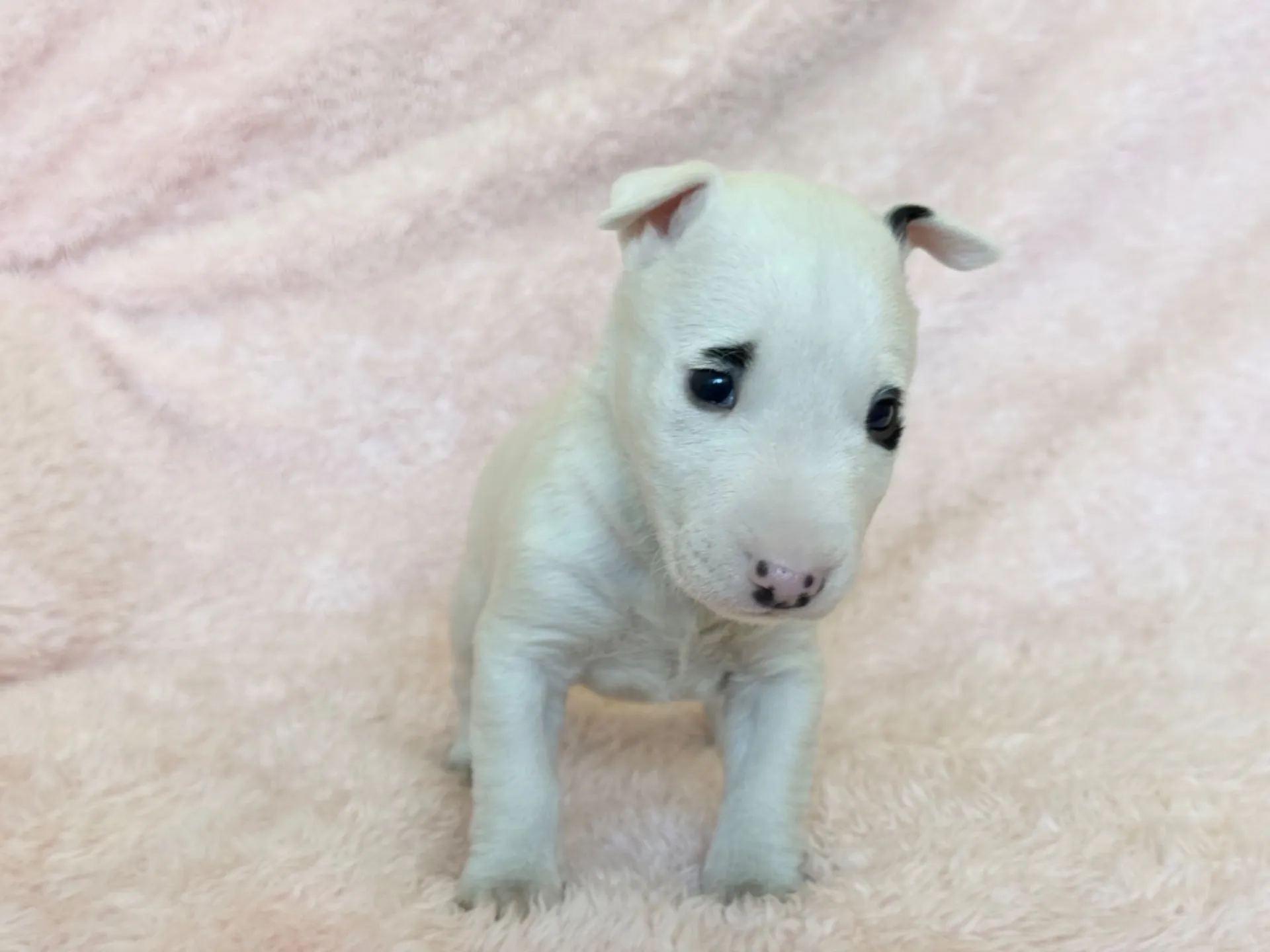 　【ご契約済み】ミニチュアブルテリア