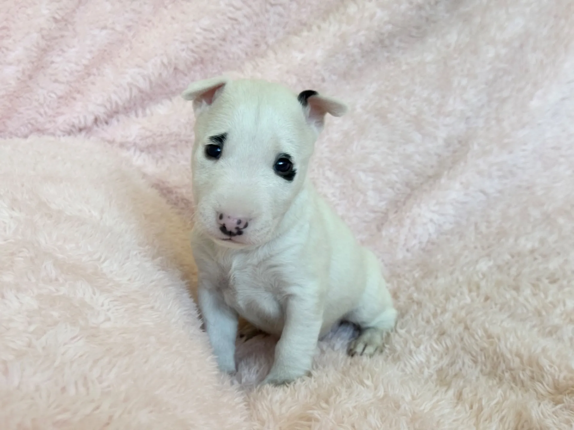 　【ご契約済み】ミニチュアブルテリア