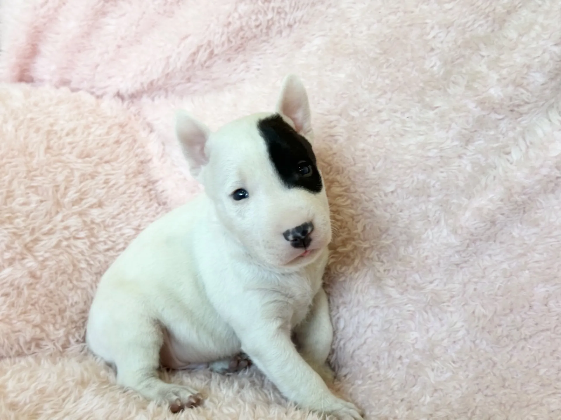 　ミニチュアブルテリア