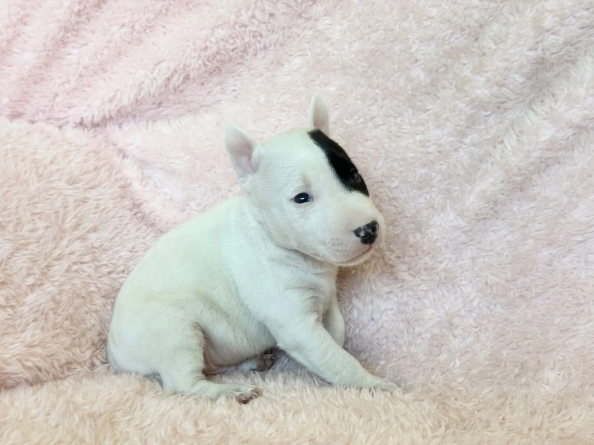 　ミニチュアブルテリア