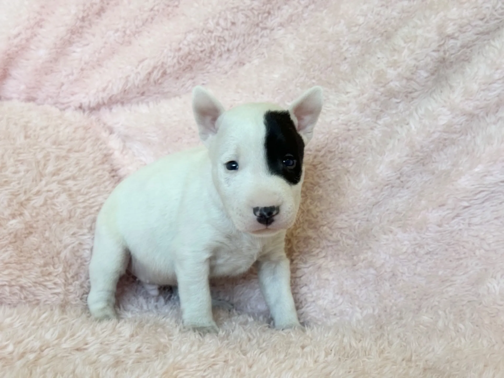 　ミニチュアブルテリア