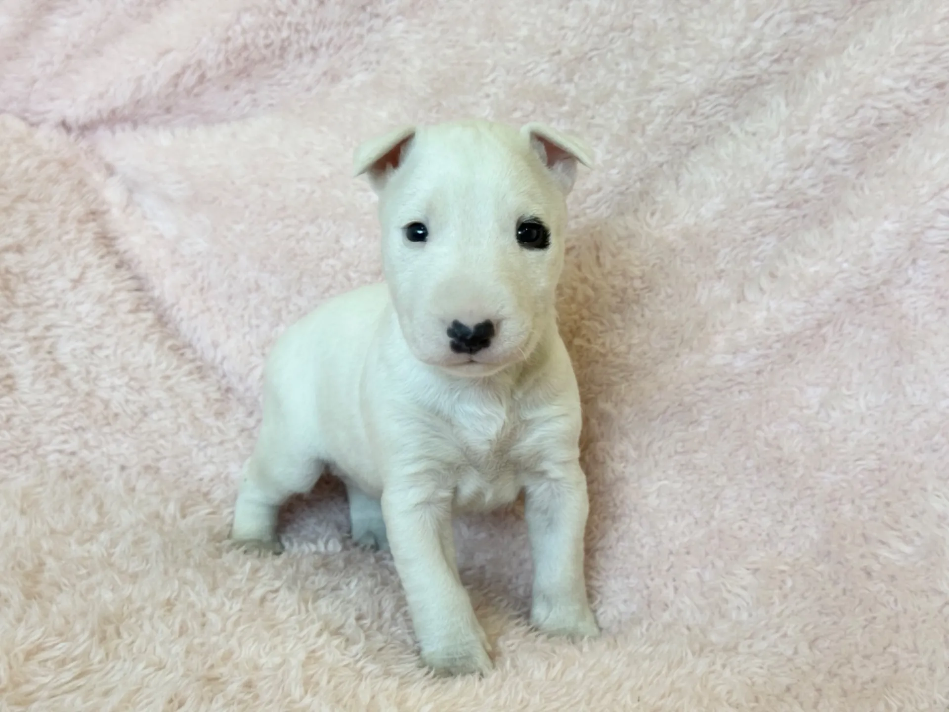 　【ご契約済み】ミニチュアブルテリア