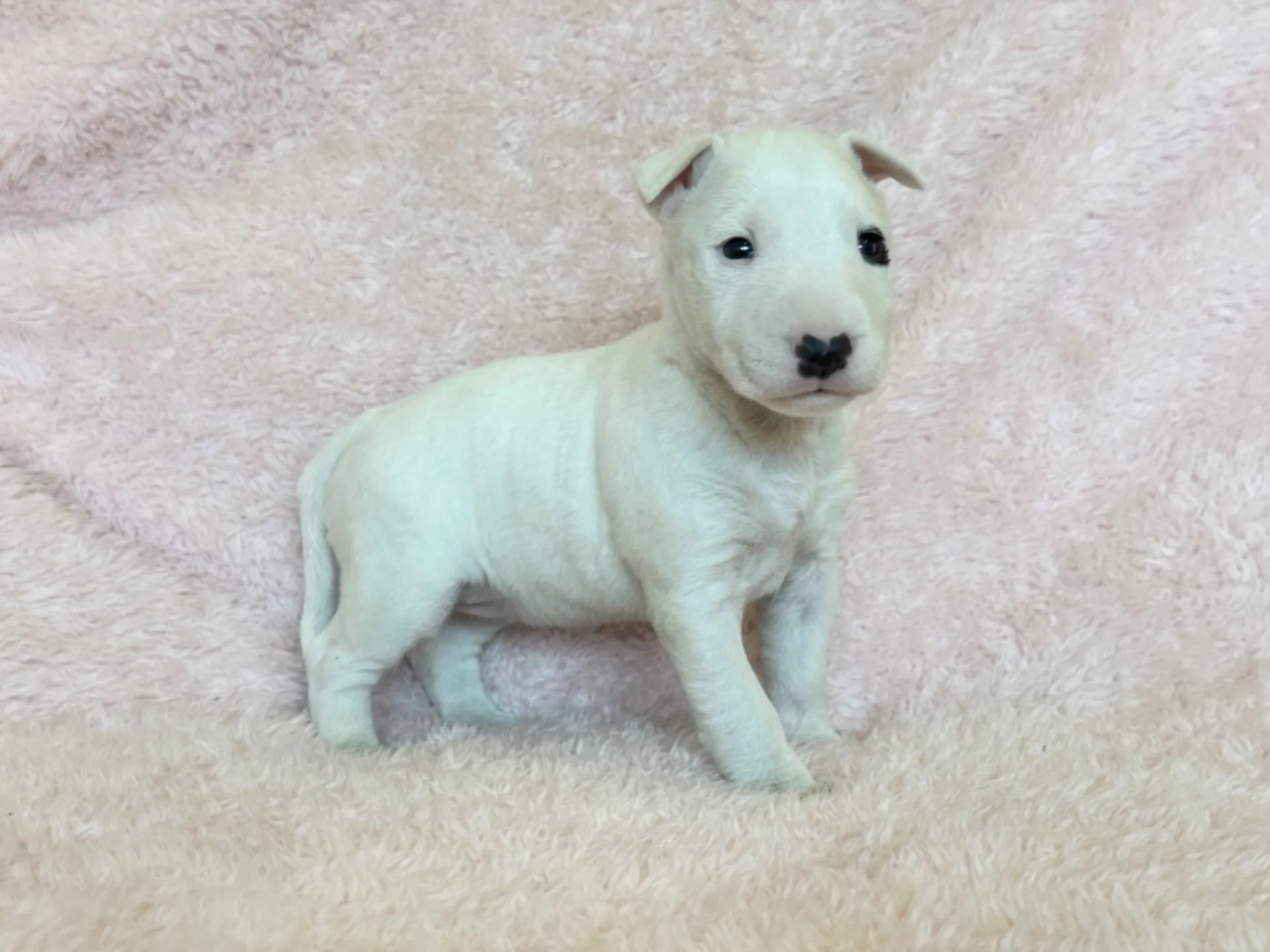 　【ご契約済み】ミニチュアブルテリア