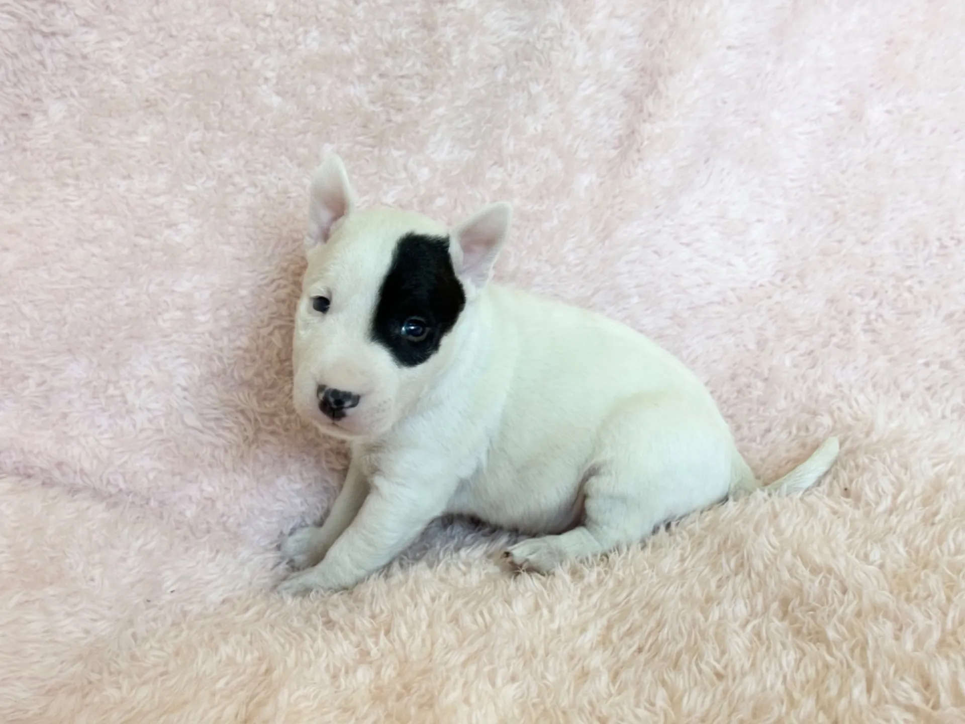 　ミニチュアブルテリア