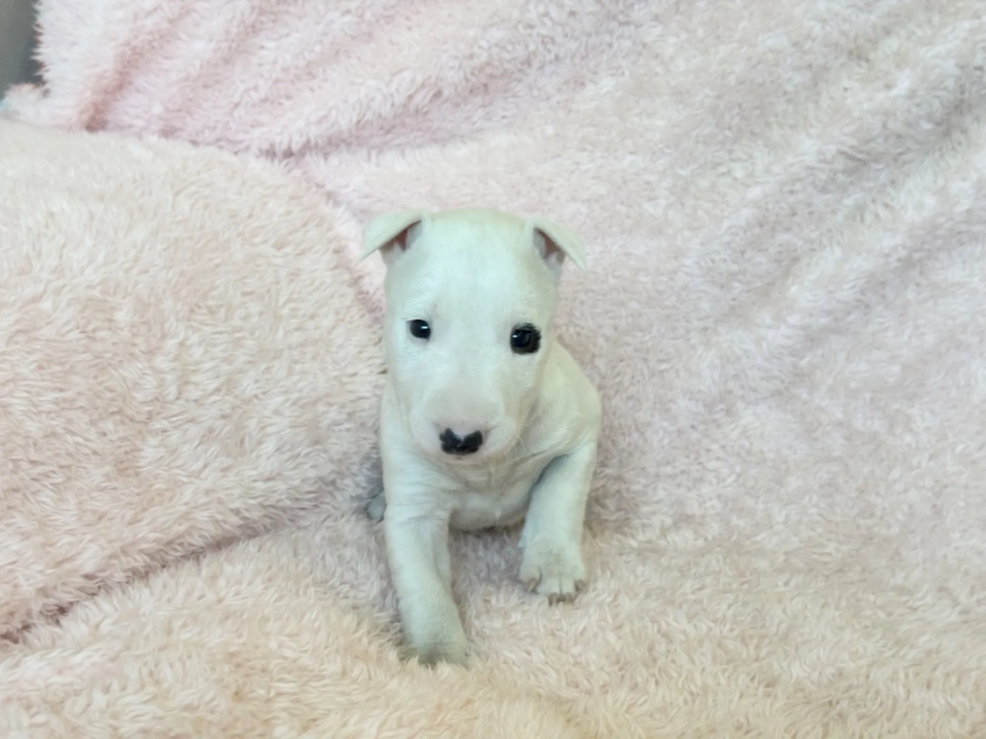 　【ご契約済み】ミニチュアブルテリア