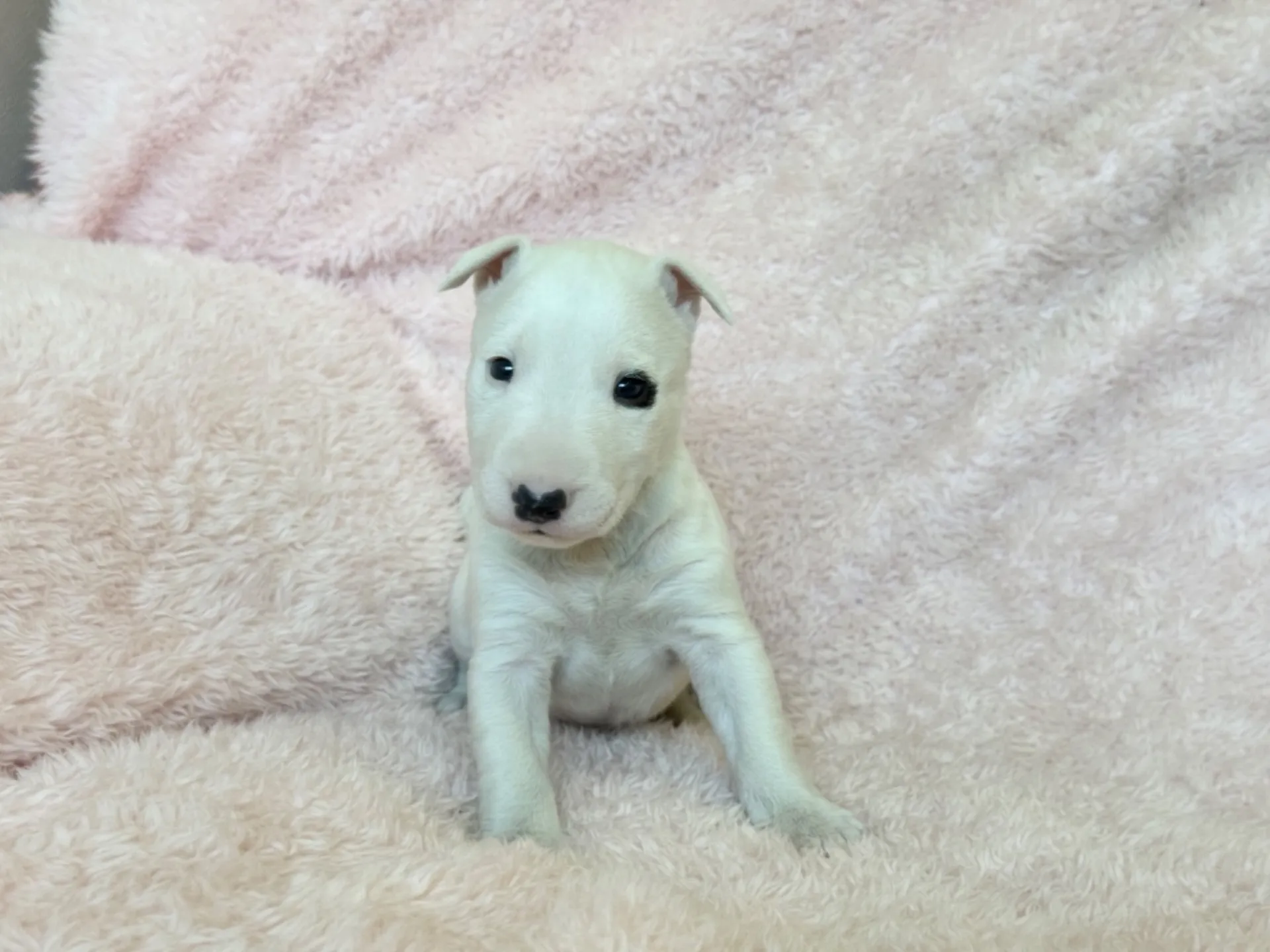 　【ご契約済み】ミニチュアブルテリア