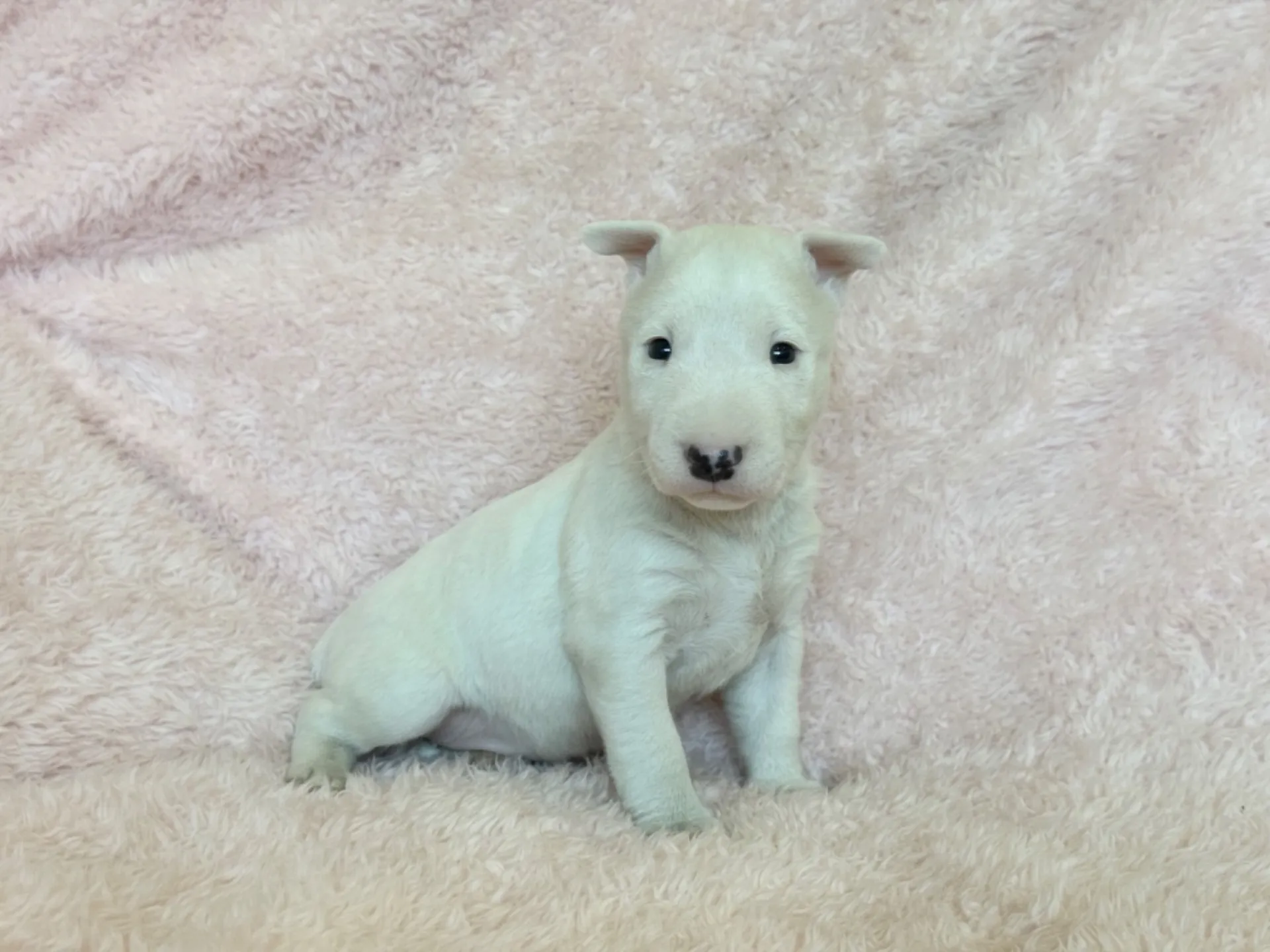 　【ご契約済み】ミニチュアブルテリア