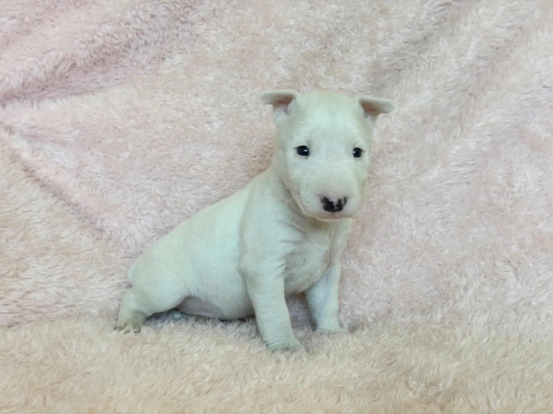 　【ご契約済み】ミニチュアブルテリア