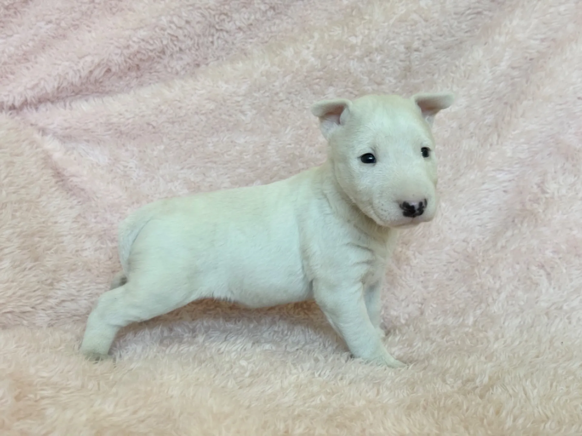 　【ご契約済み】ミニチュアブルテリア