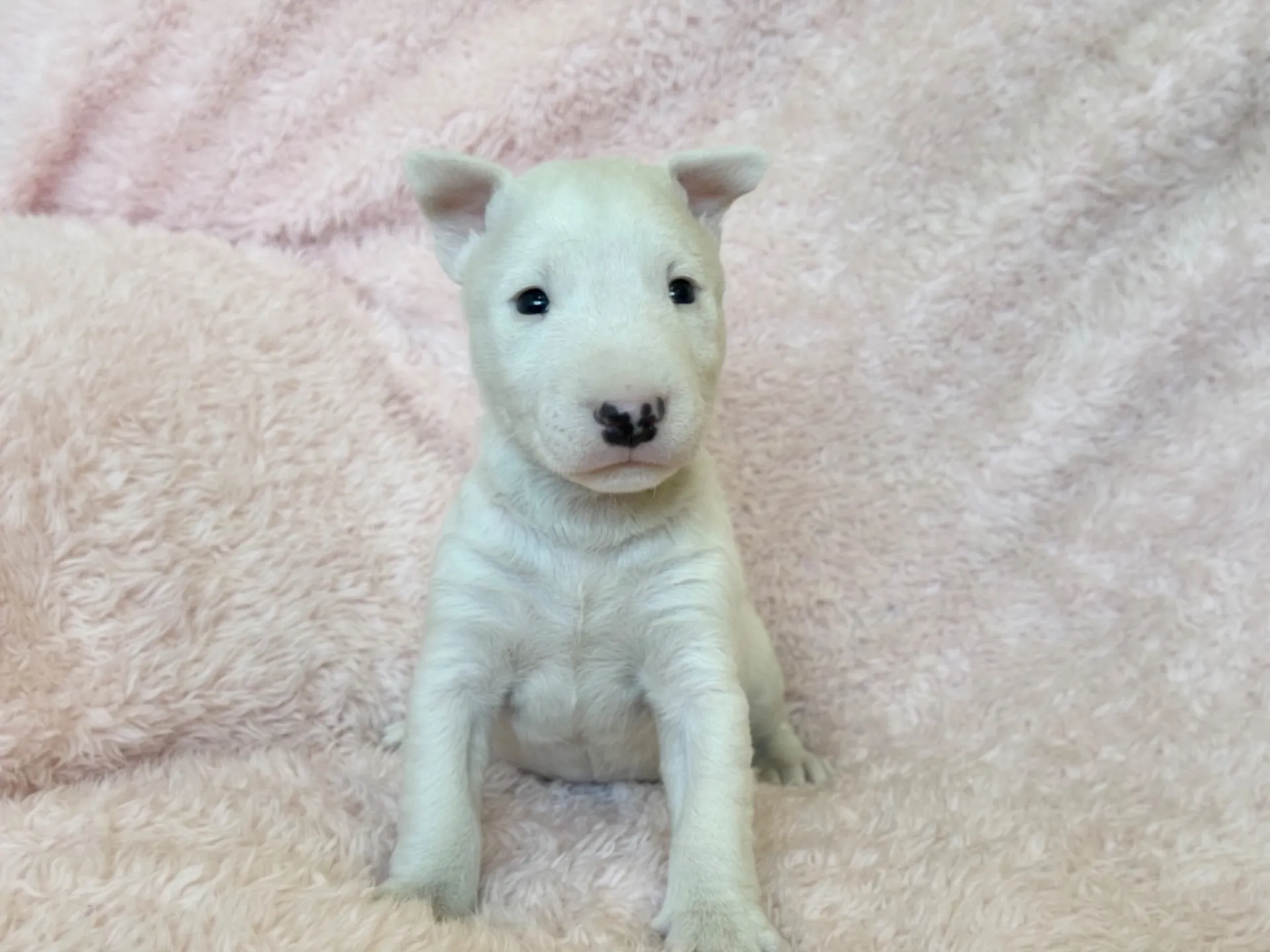 　【ご契約済み】ミニチュアブルテリア