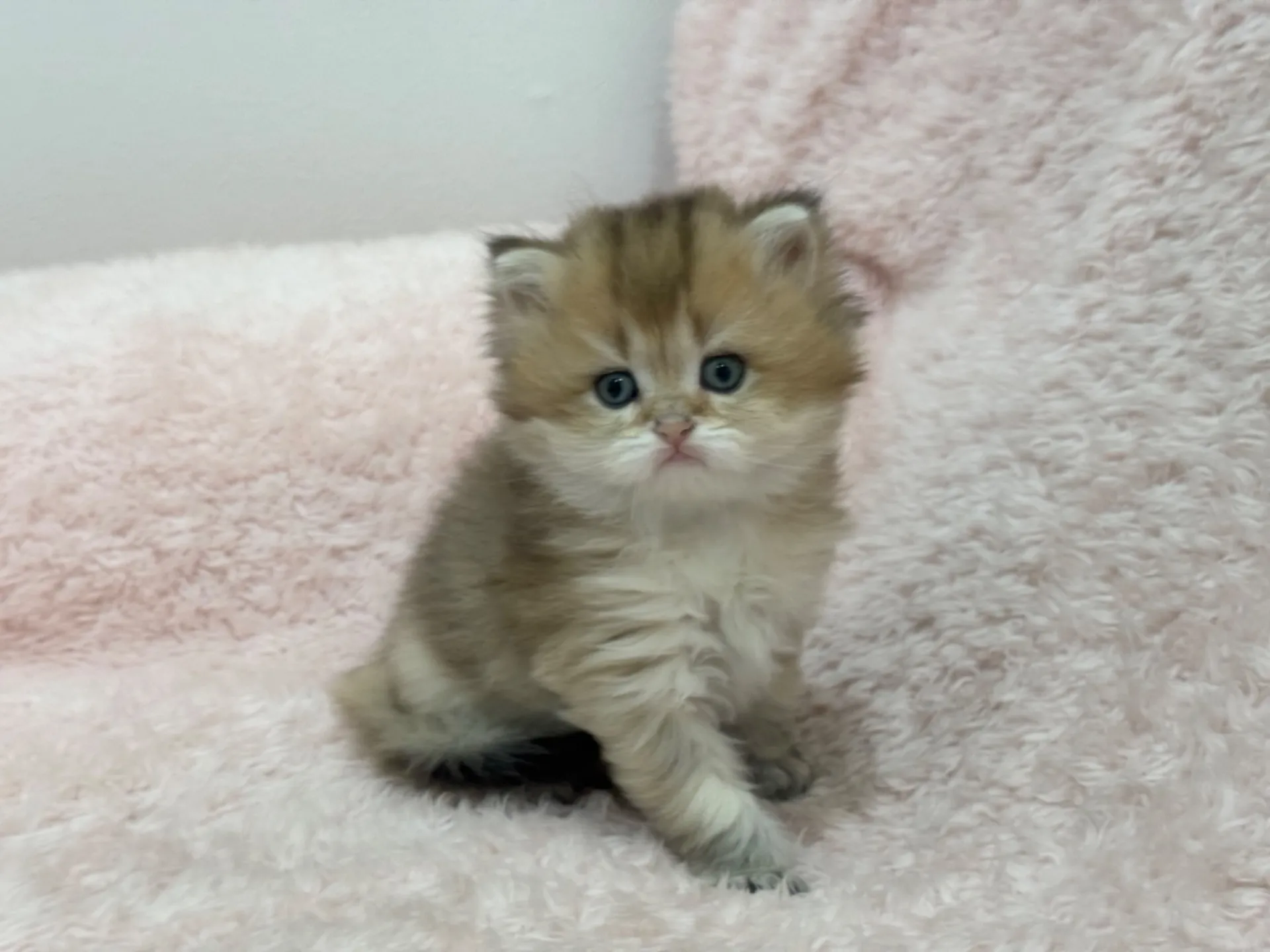 【ご契約済み】ブリティッシュショートヘア