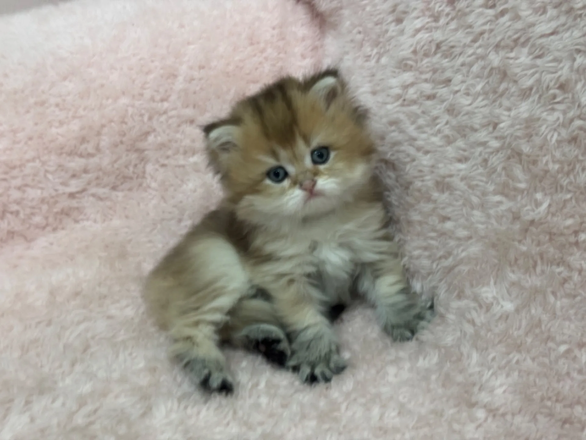 【ご契約済み】ブリティッシュショートヘア