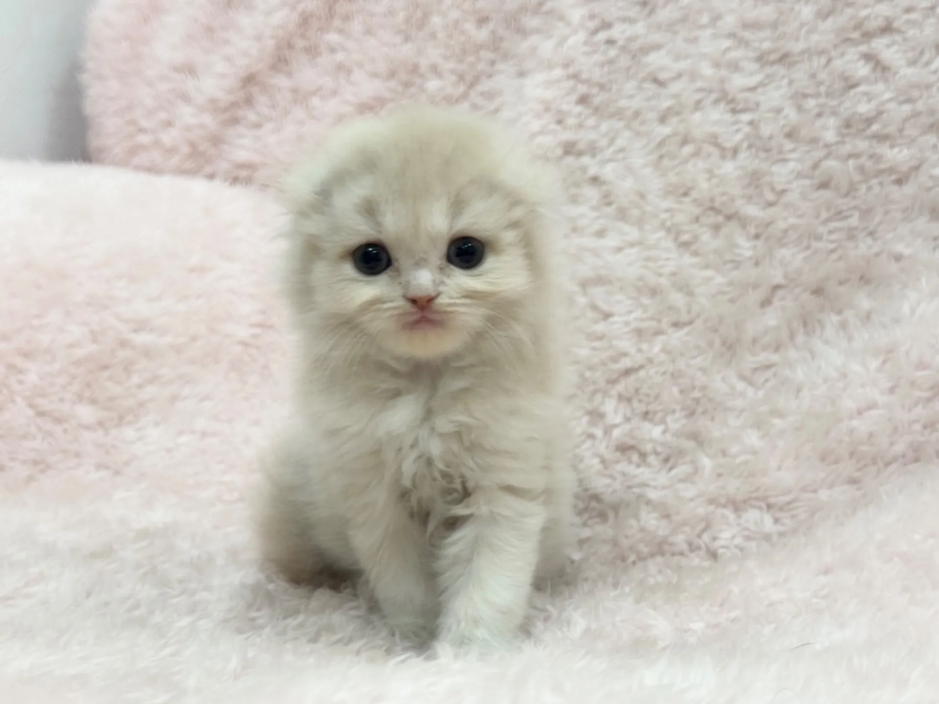 【ご契約済み】スコティッシュフォールド