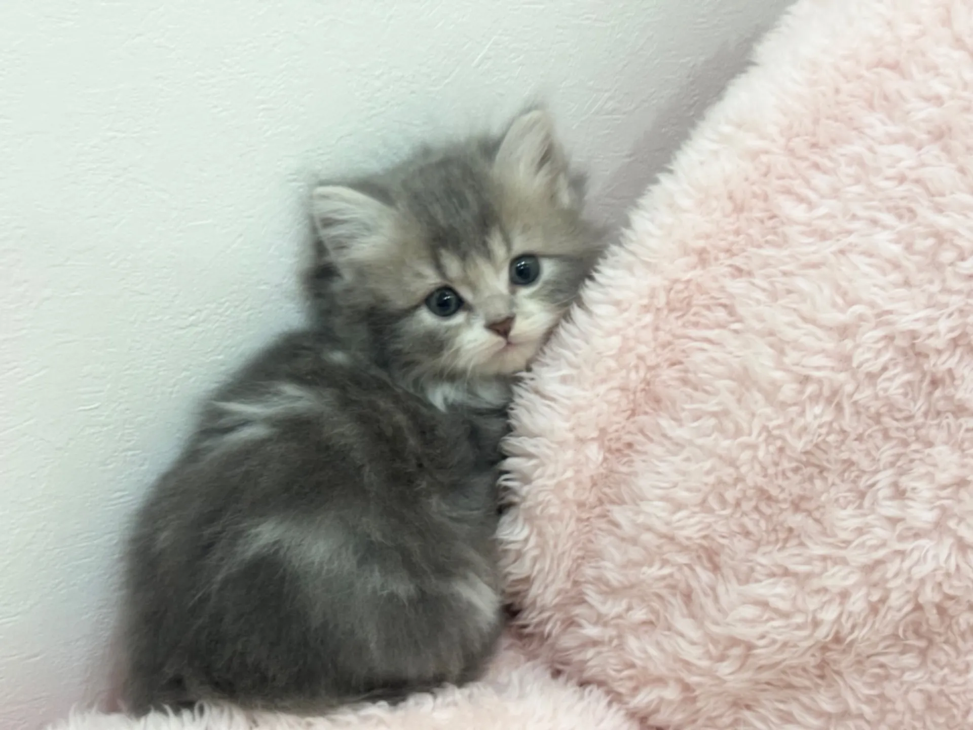 【ご契約済み】スコティッシュフォールド