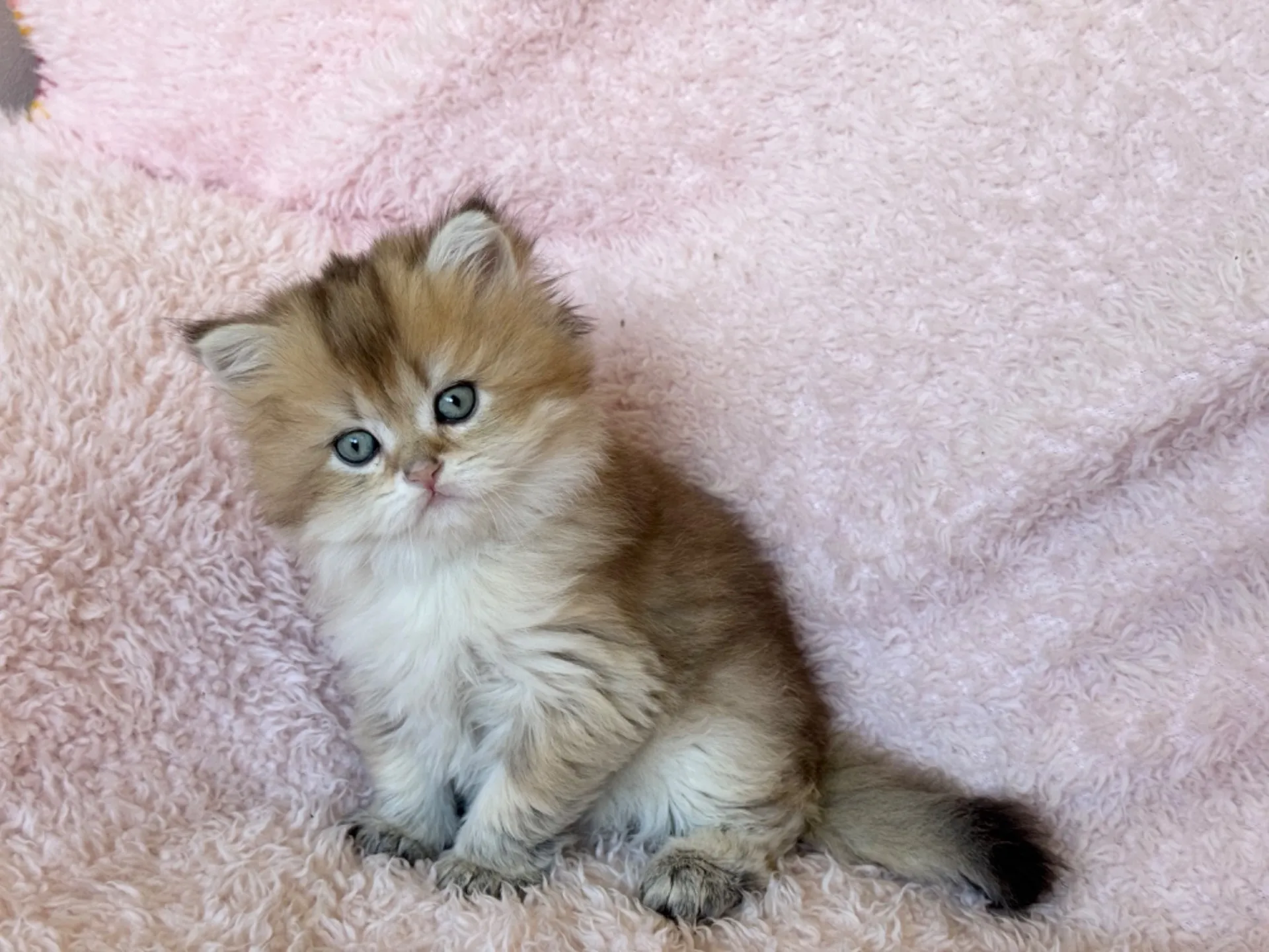 【ご契約済み】ブリティッシュショートヘア