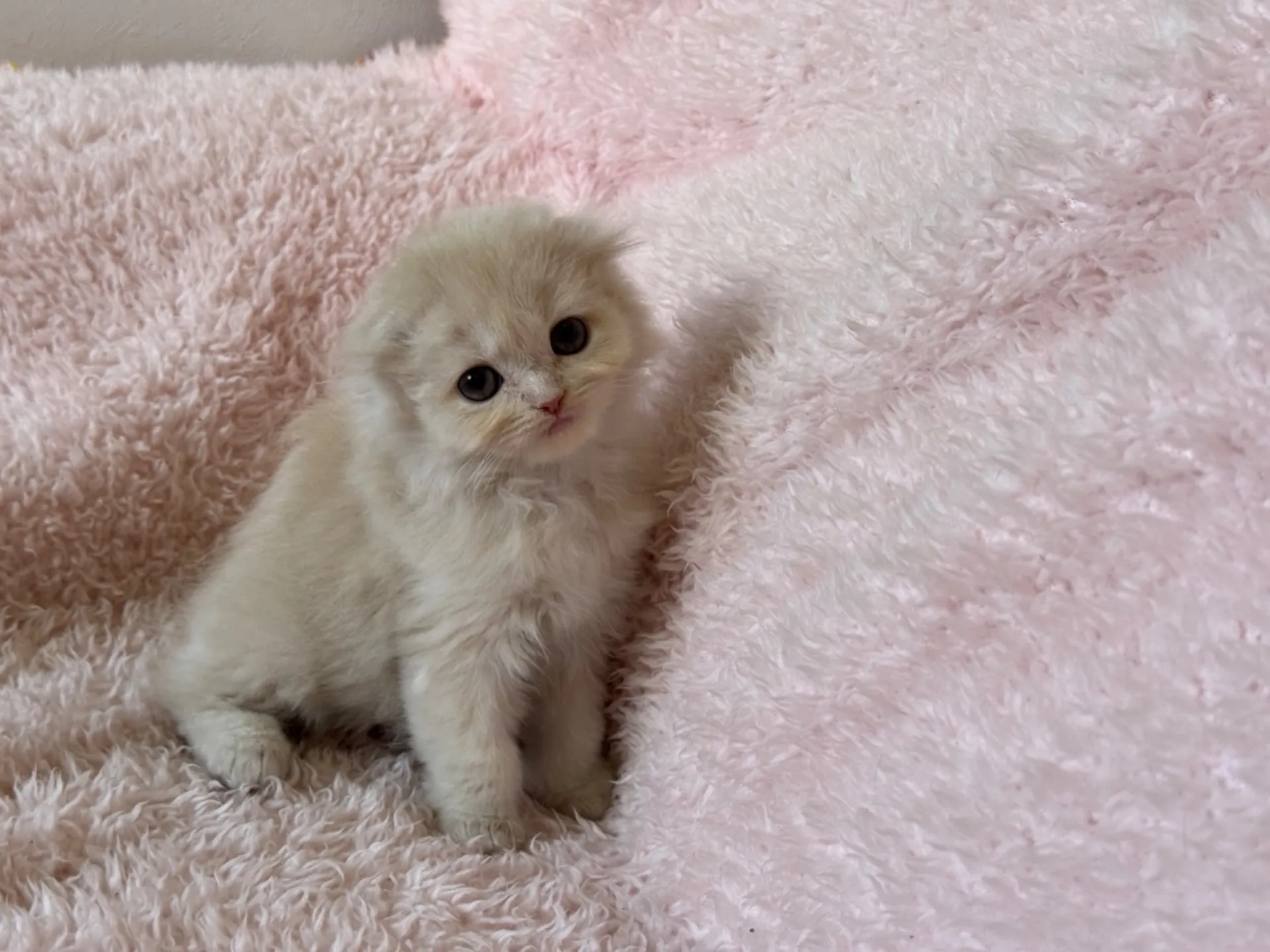 【ご契約済み】スコティッシュフォールド