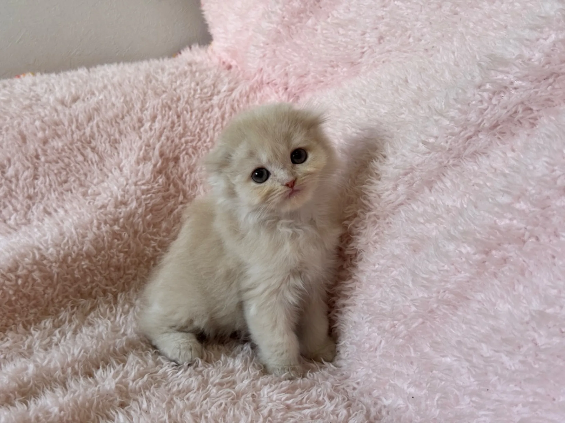 【ご契約済み】スコティッシュフォールド