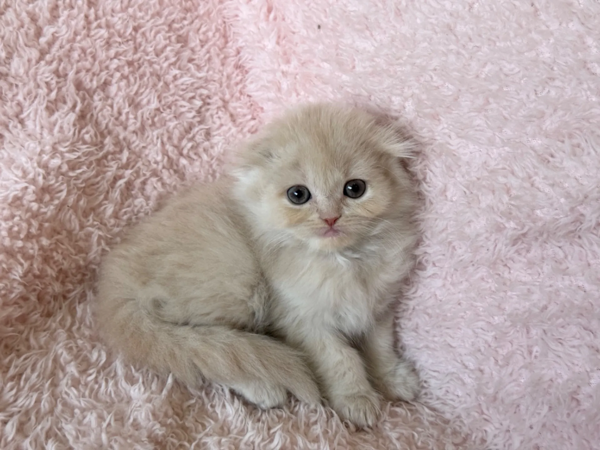 【ご契約済み】スコティッシュフォールド