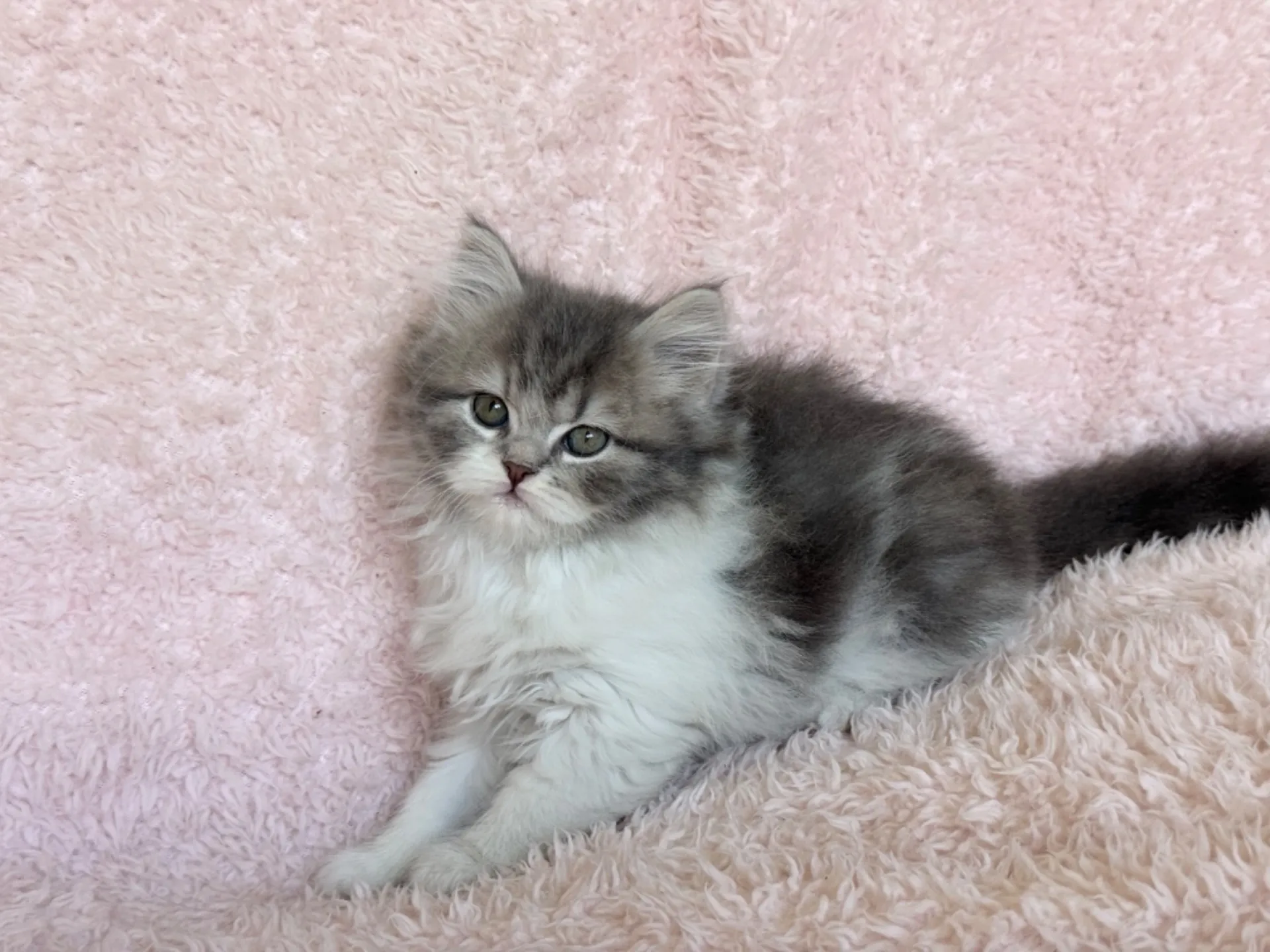 【ご契約済み】スコティッシュフォールド