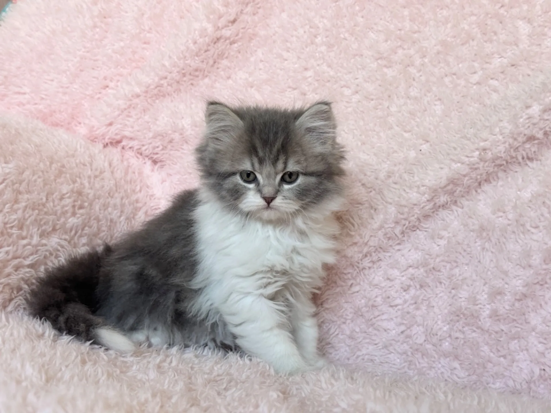 【ご契約済み】スコティッシュフォールド