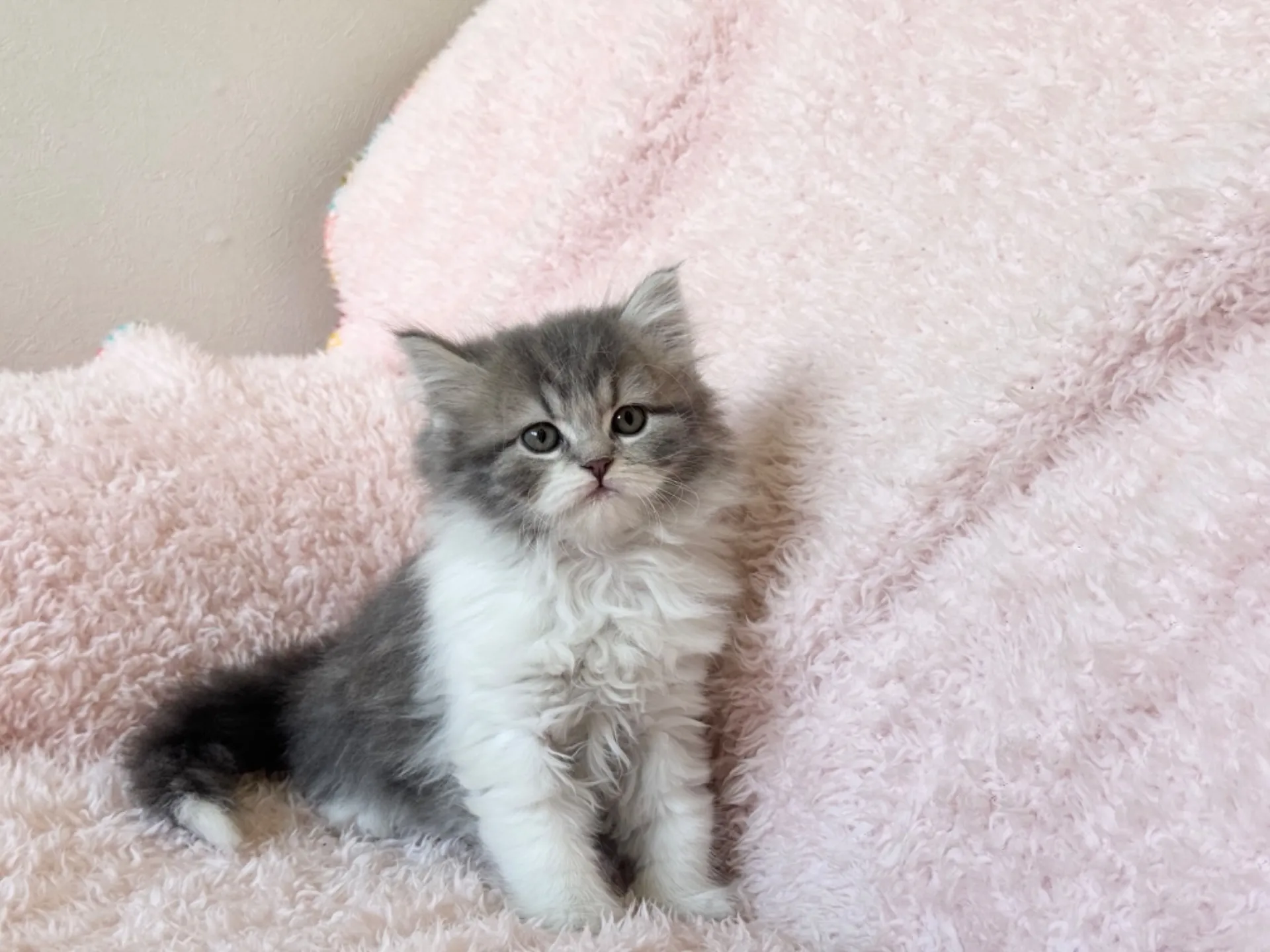 【ご契約済み】スコティッシュフォールド