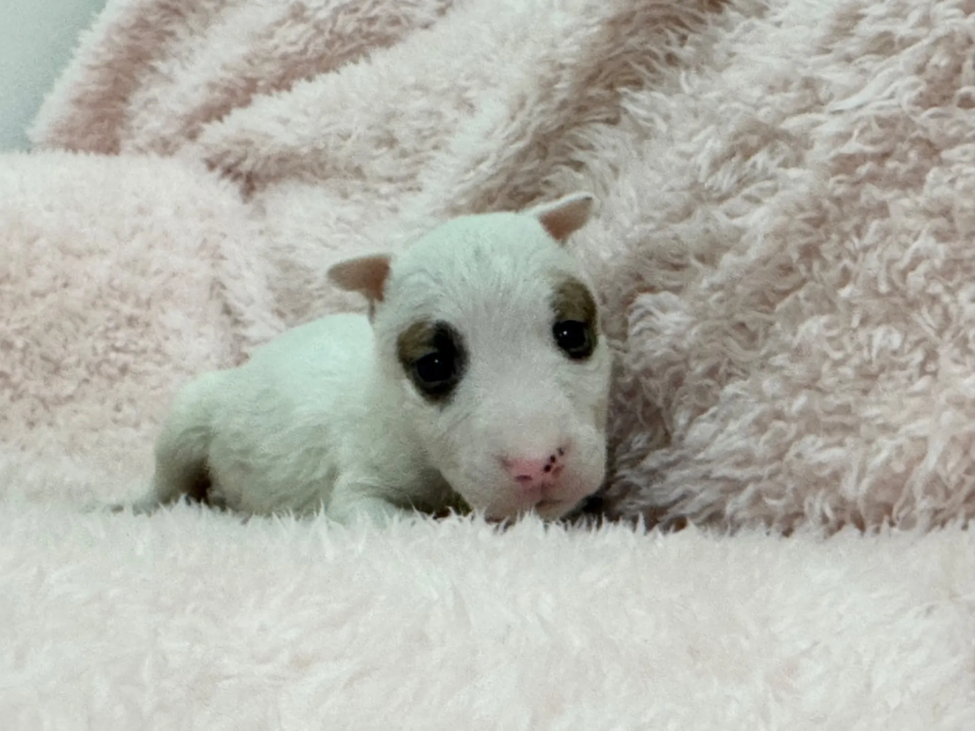 【ご契約済み】ミニチュアブルテリア