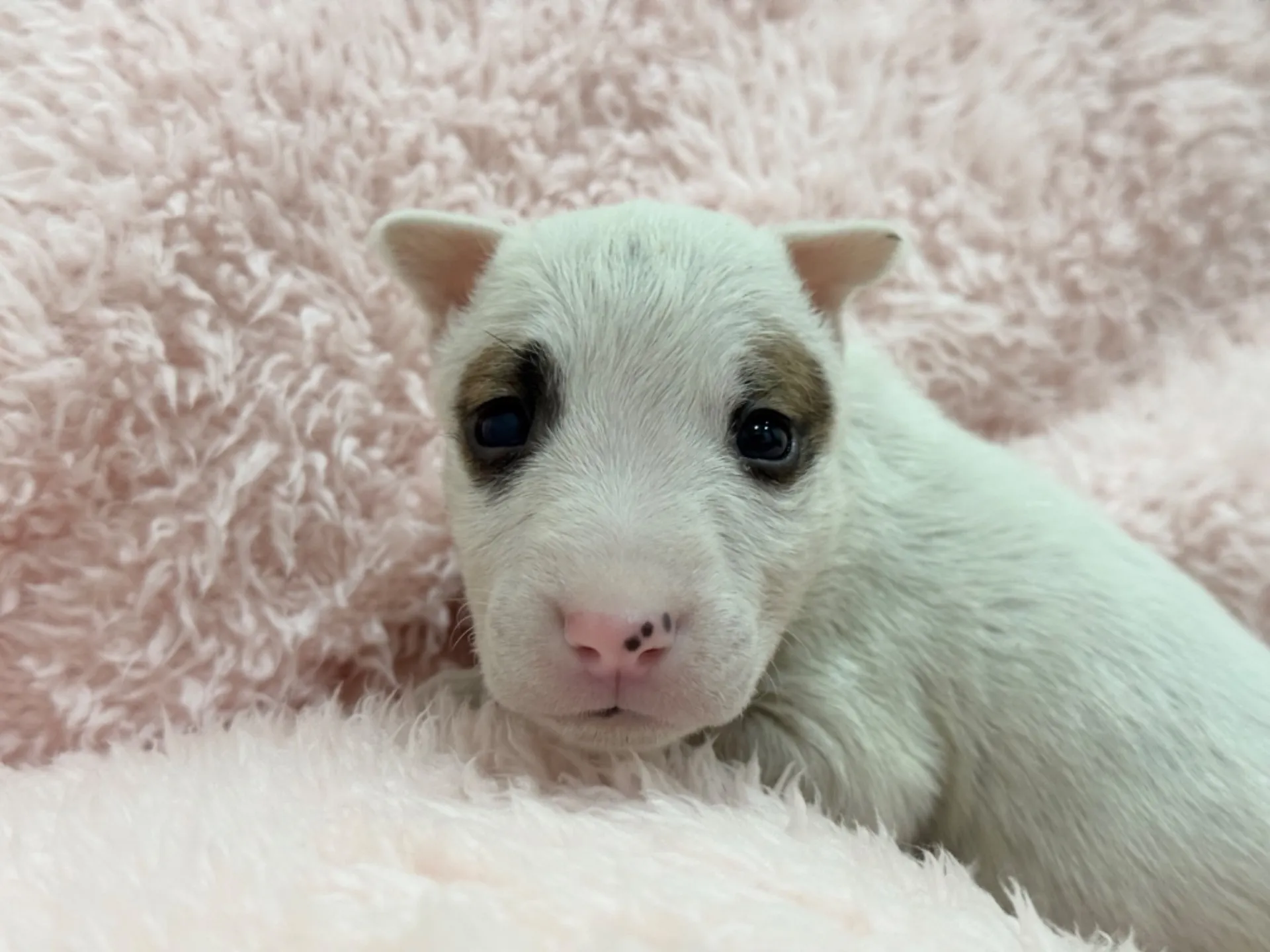 【ご契約済み】ミニチュアブルテリア