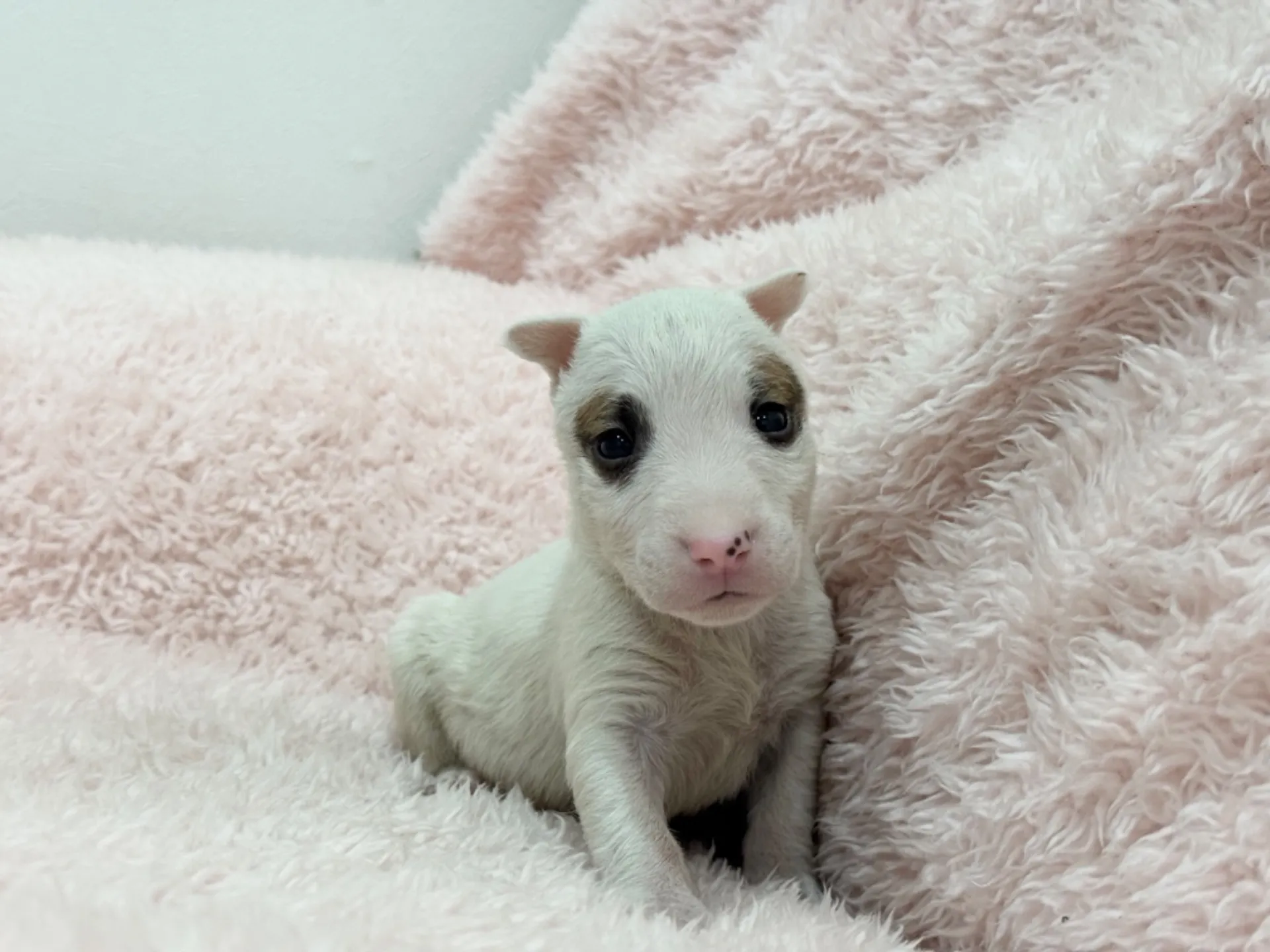 【ご契約済み】ミニチュアブルテリア