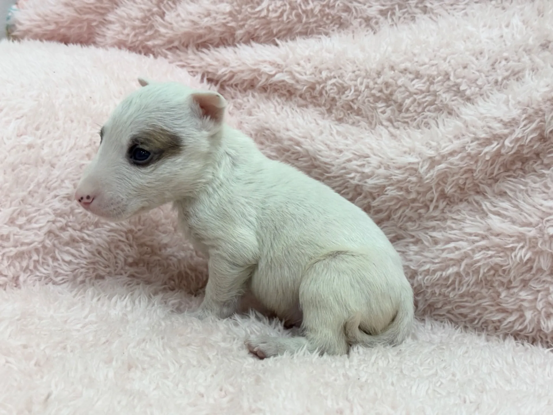 【ご契約済み】ミニチュアブルテリア