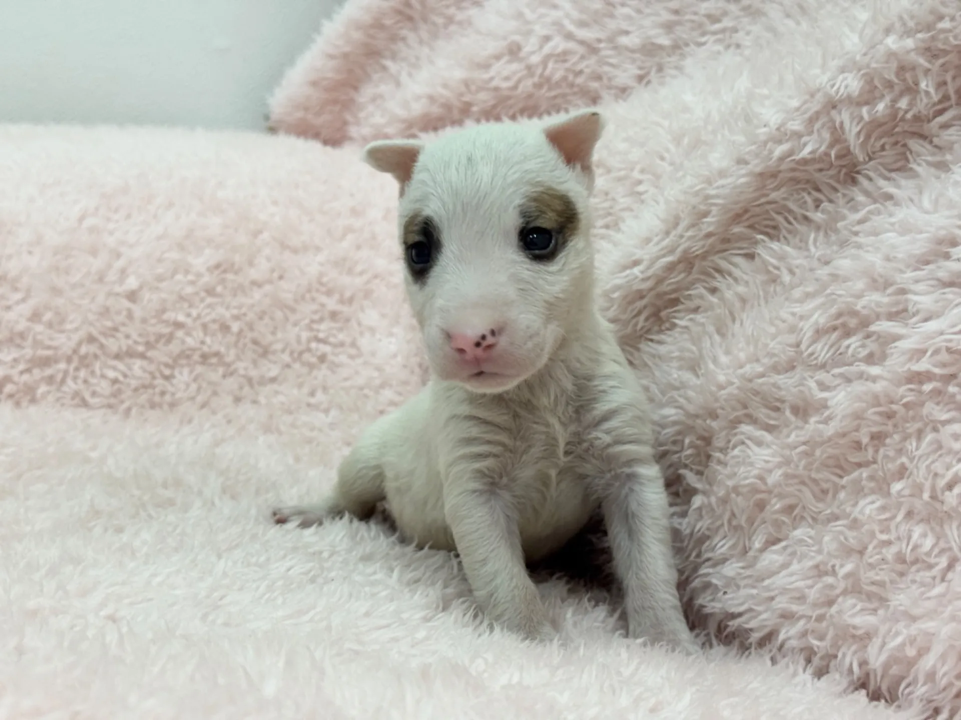 【ご契約済み】ミニチュアブルテリア