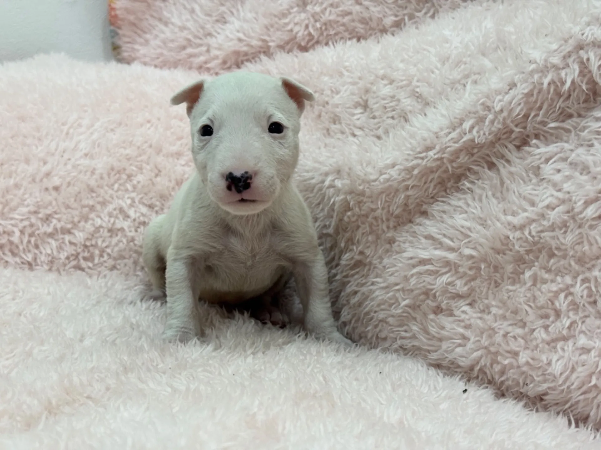 【ご契約済み】ミニチュアブルテリア