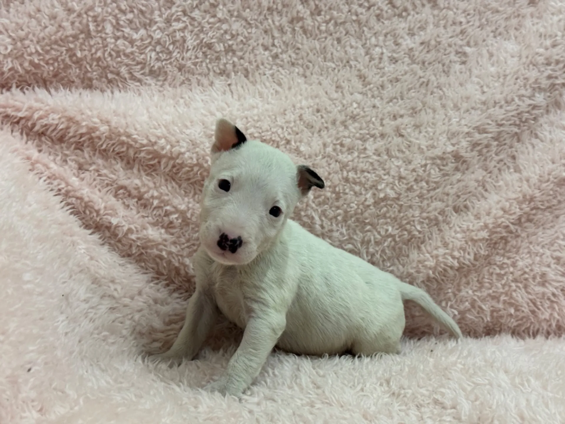 【ご契約済み】ミニチュアブルテリア