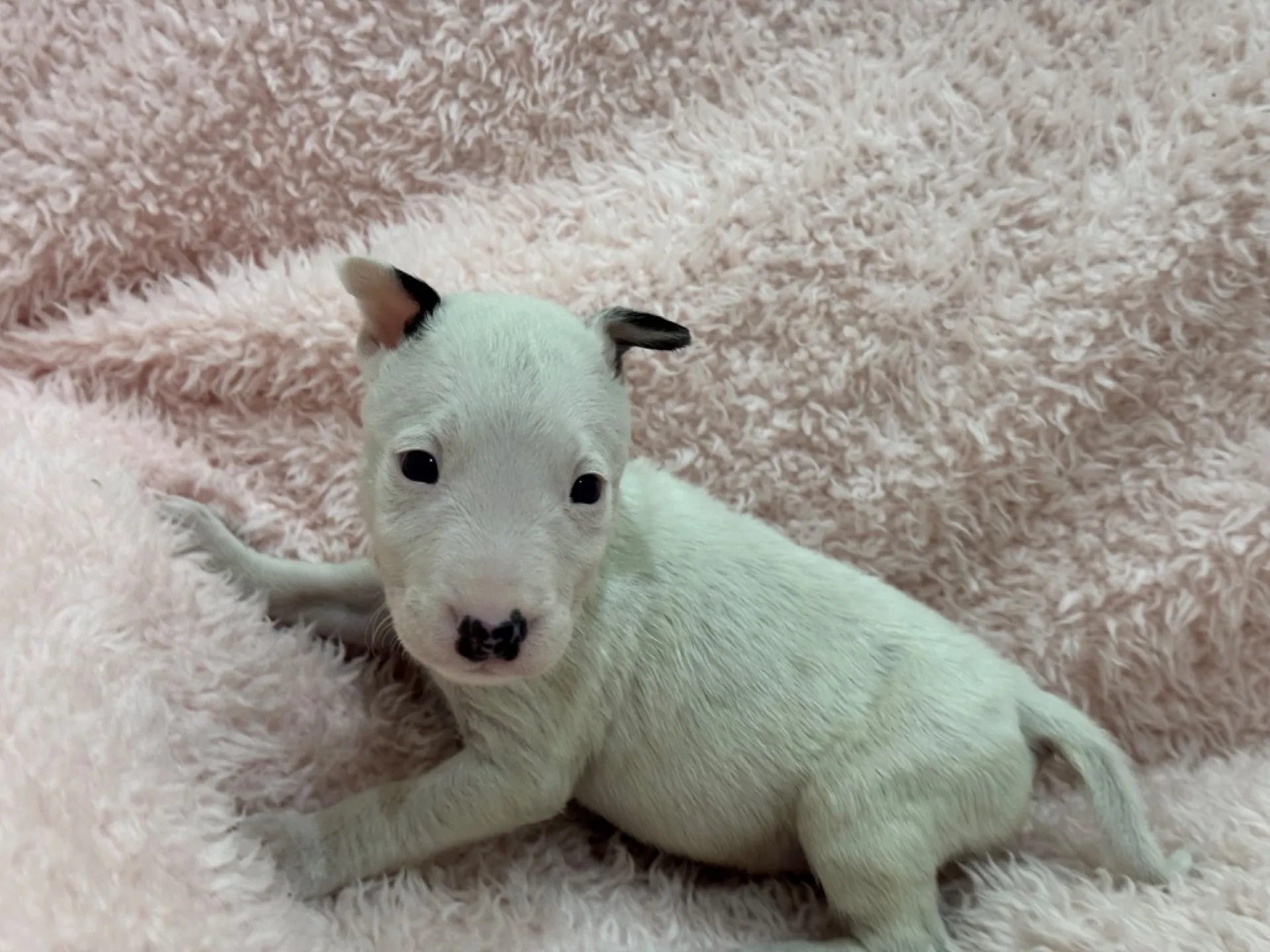 【ご契約済み】ミニチュアブルテリア