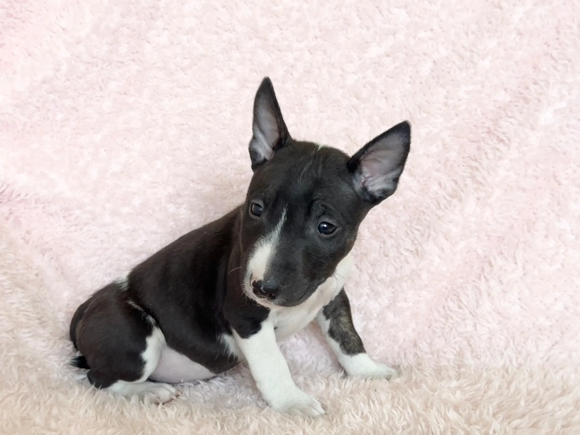 【ご契約済み】ミニチュアブルテリア