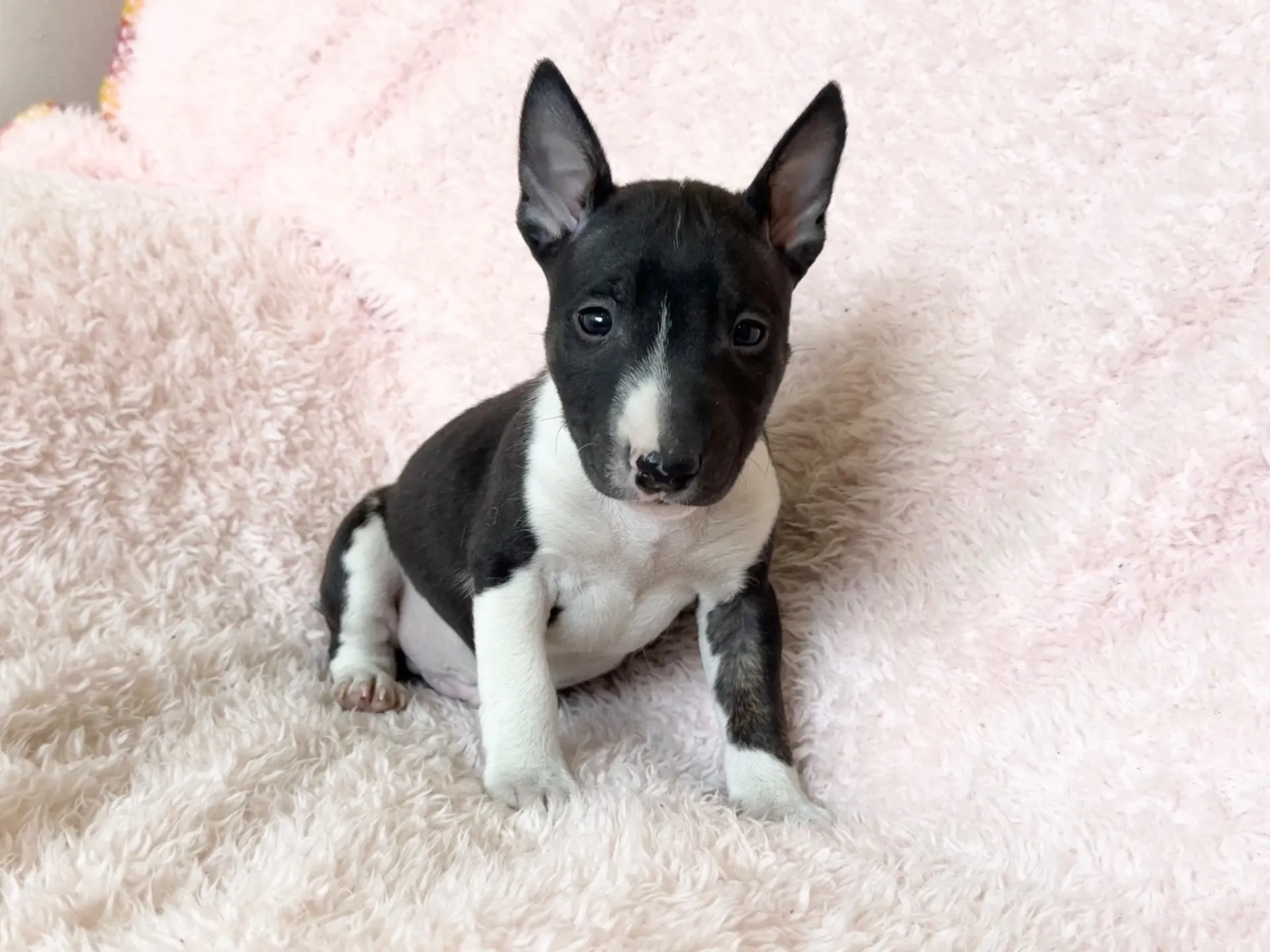 【ご契約済み】ミニチュアブルテリア