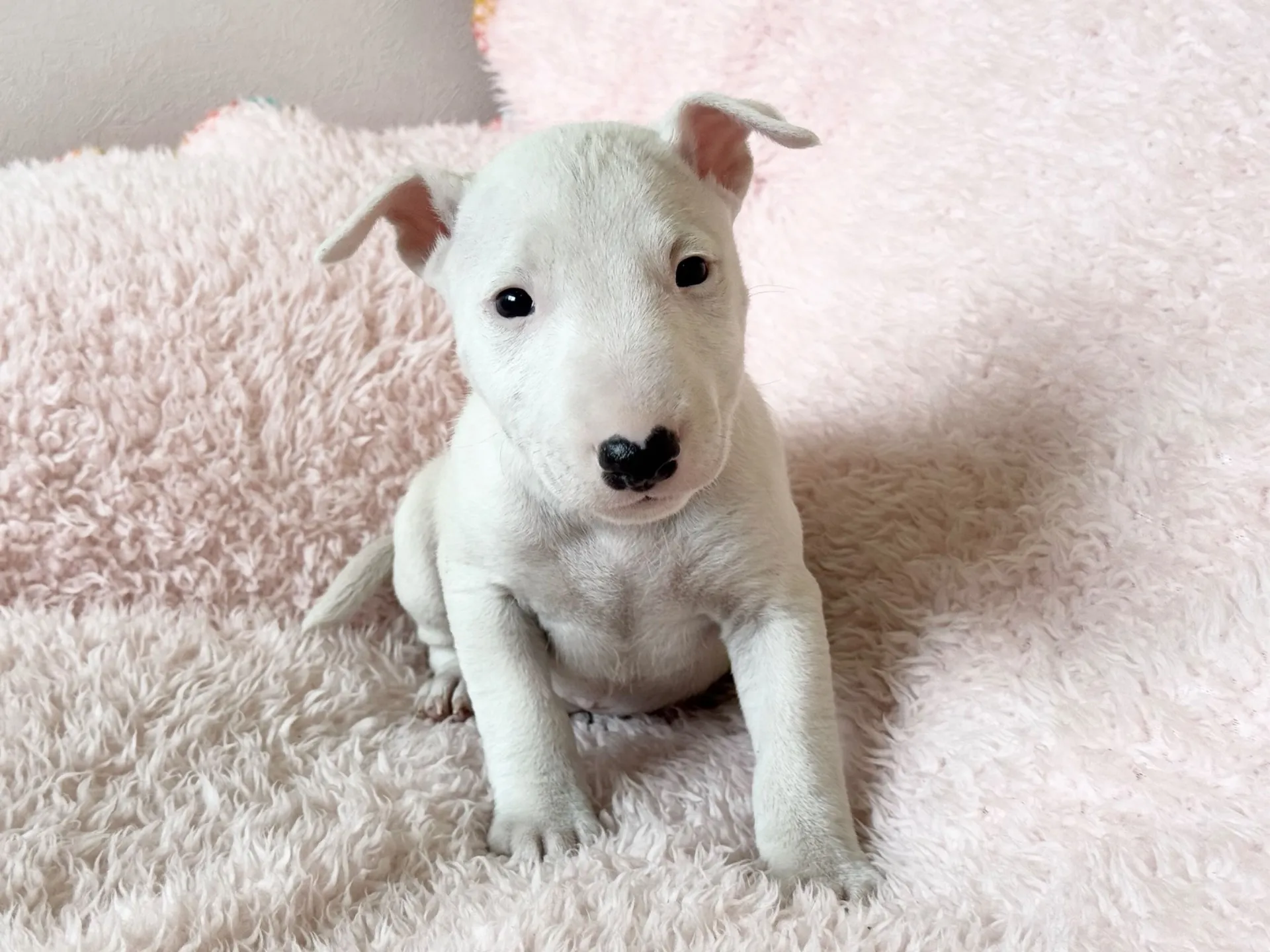 【ご契約済み】ミニチュアブルテリア