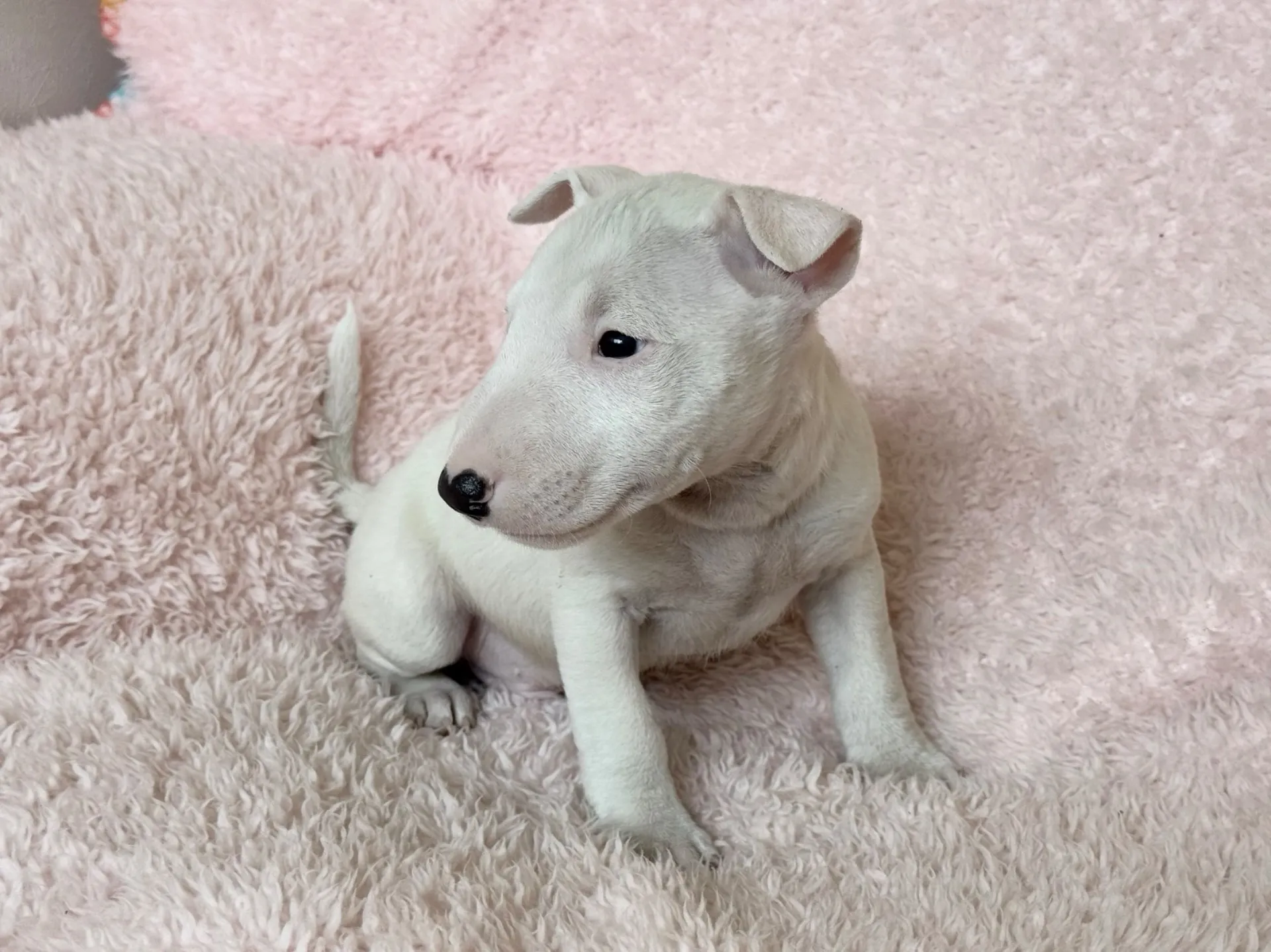 【ご契約済み】ミニチュアブルテリア