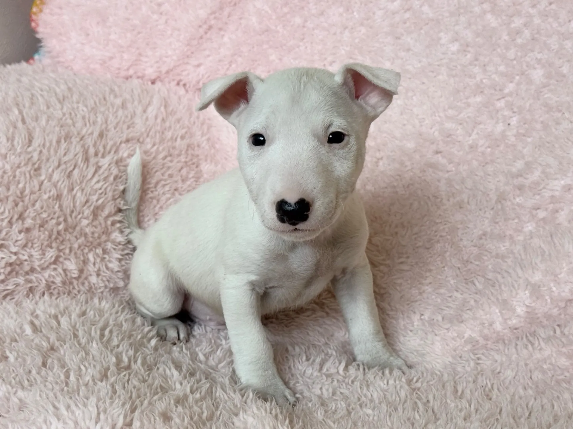 【ご契約済み】ミニチュアブルテリア