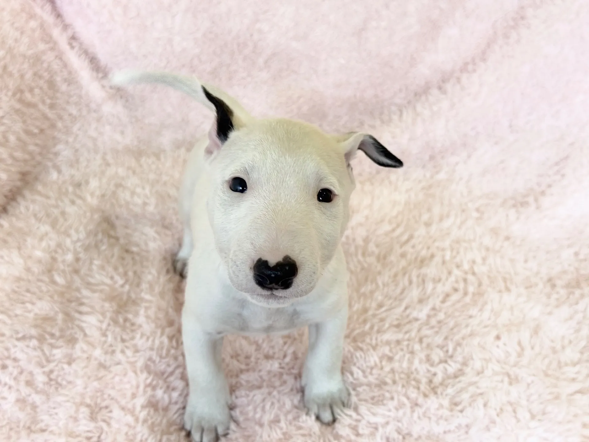 【ご契約済み】ミニチュアブルテリア