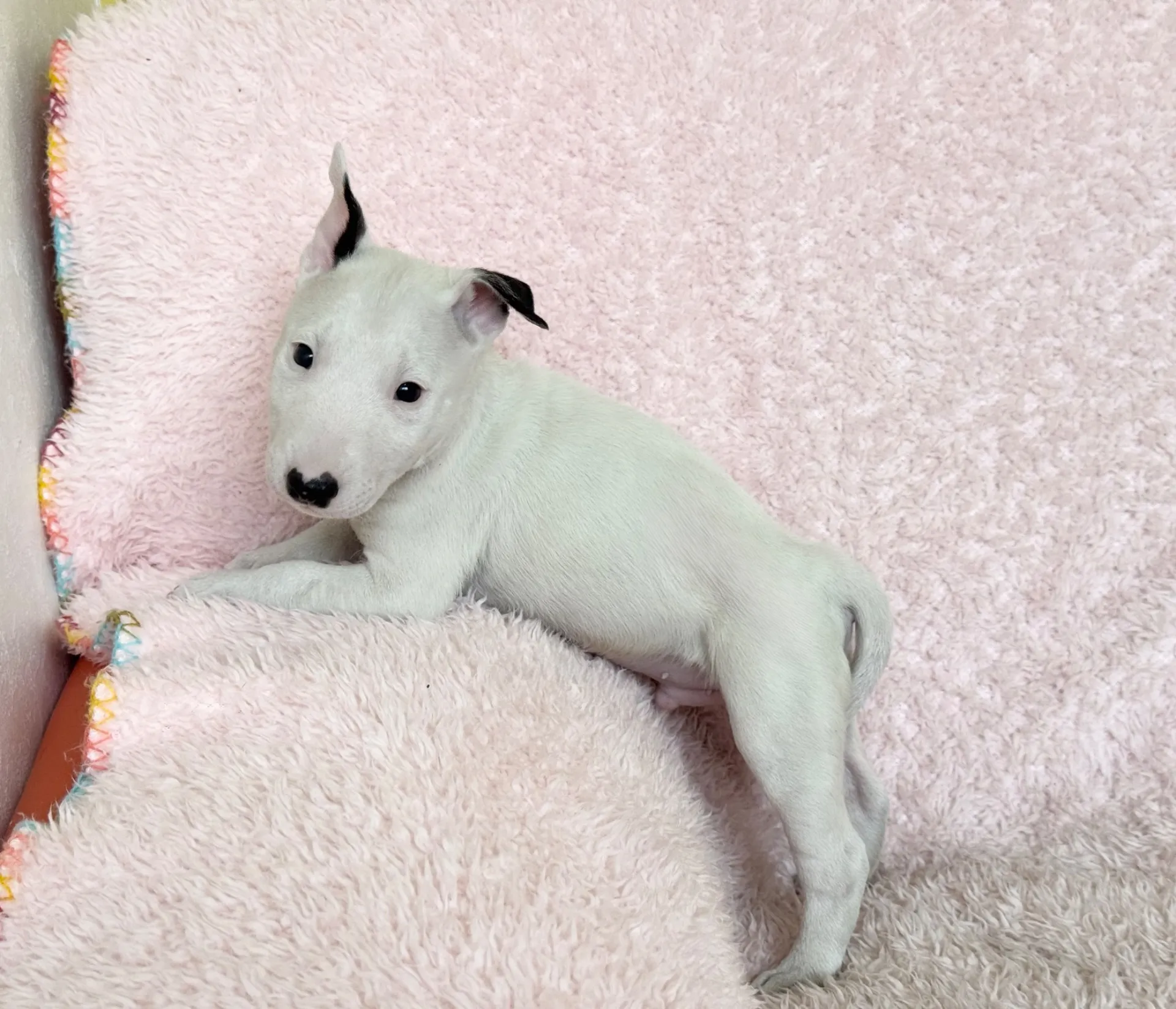 【ご契約済み】ミニチュアブルテリア