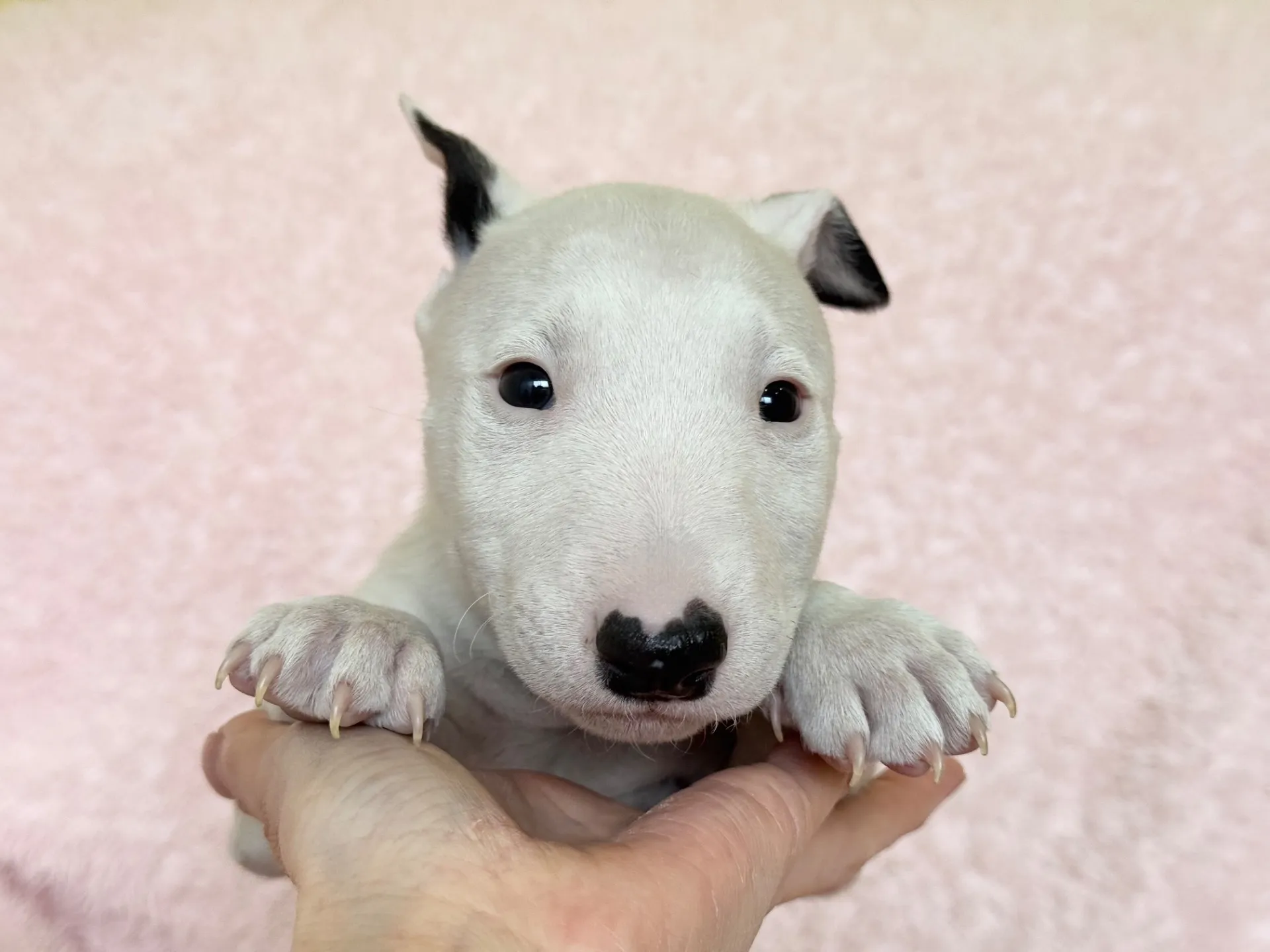 【ご契約済み】ミニチュアブルテリア