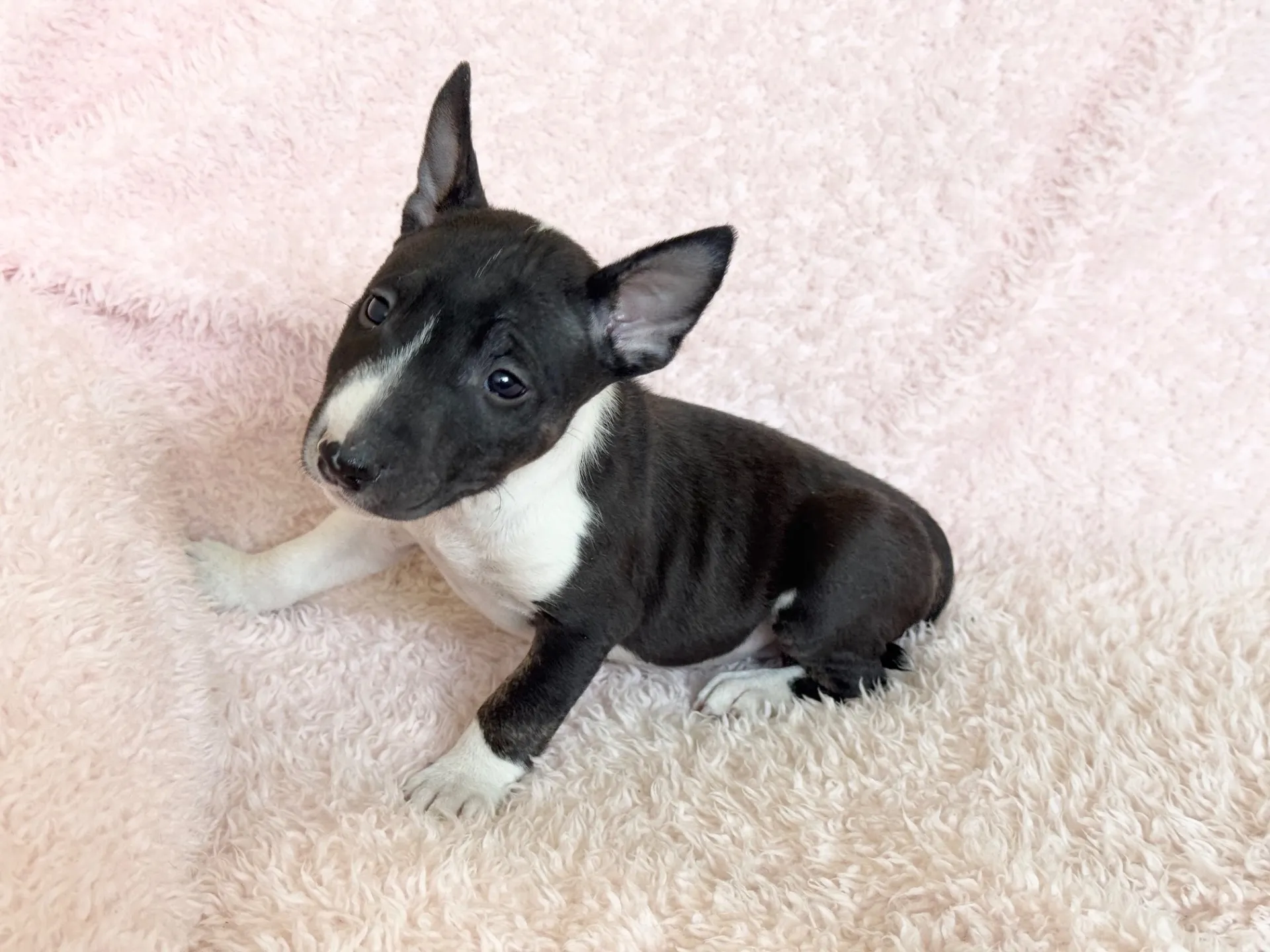 【ご契約済み】ミニチュアブルテリア