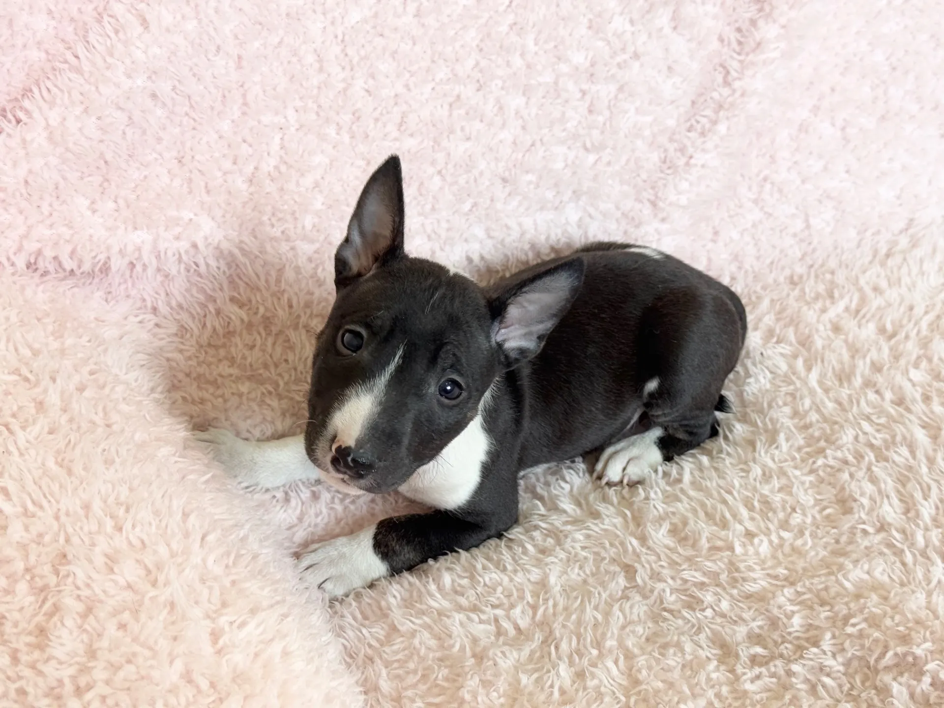 【ご契約済み】ミニチュアブルテリア