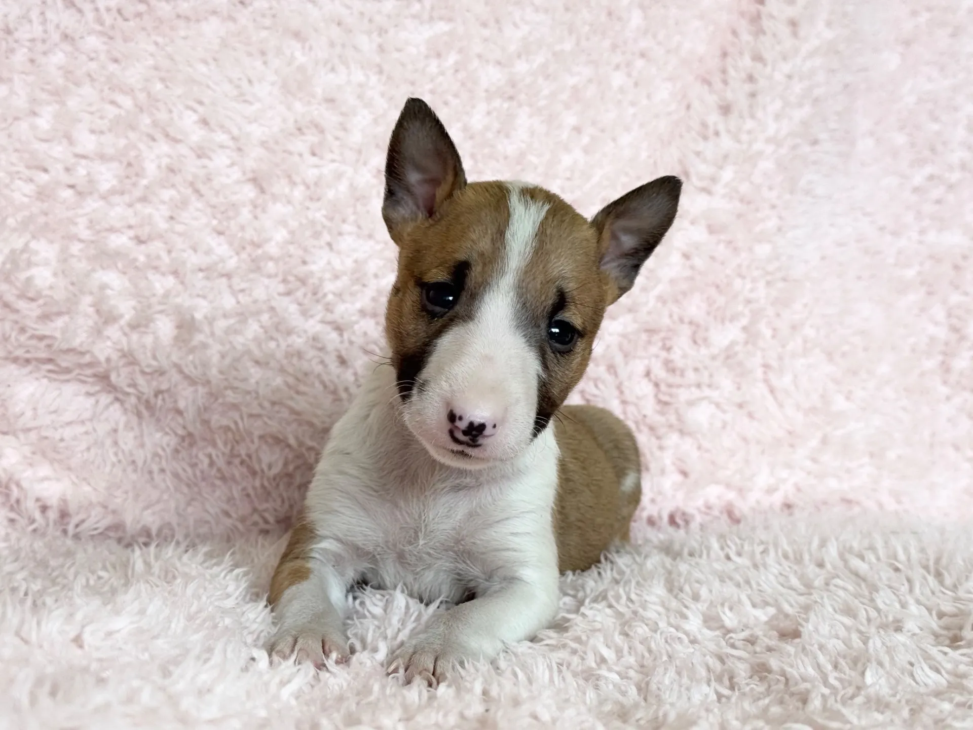 ミニチュアブルテリア