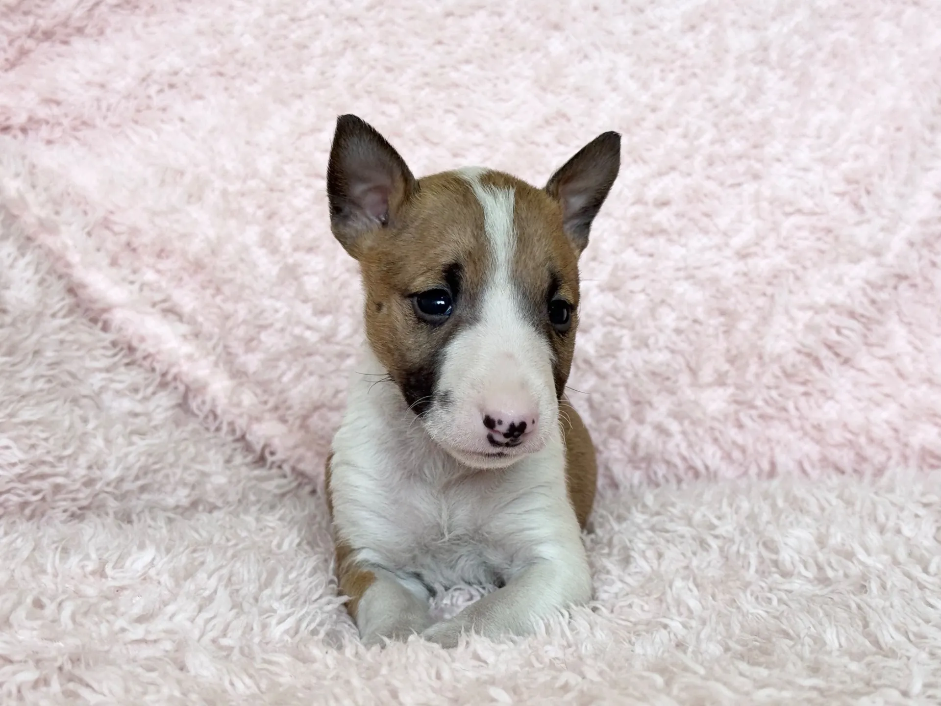 ミニチュアブルテリア