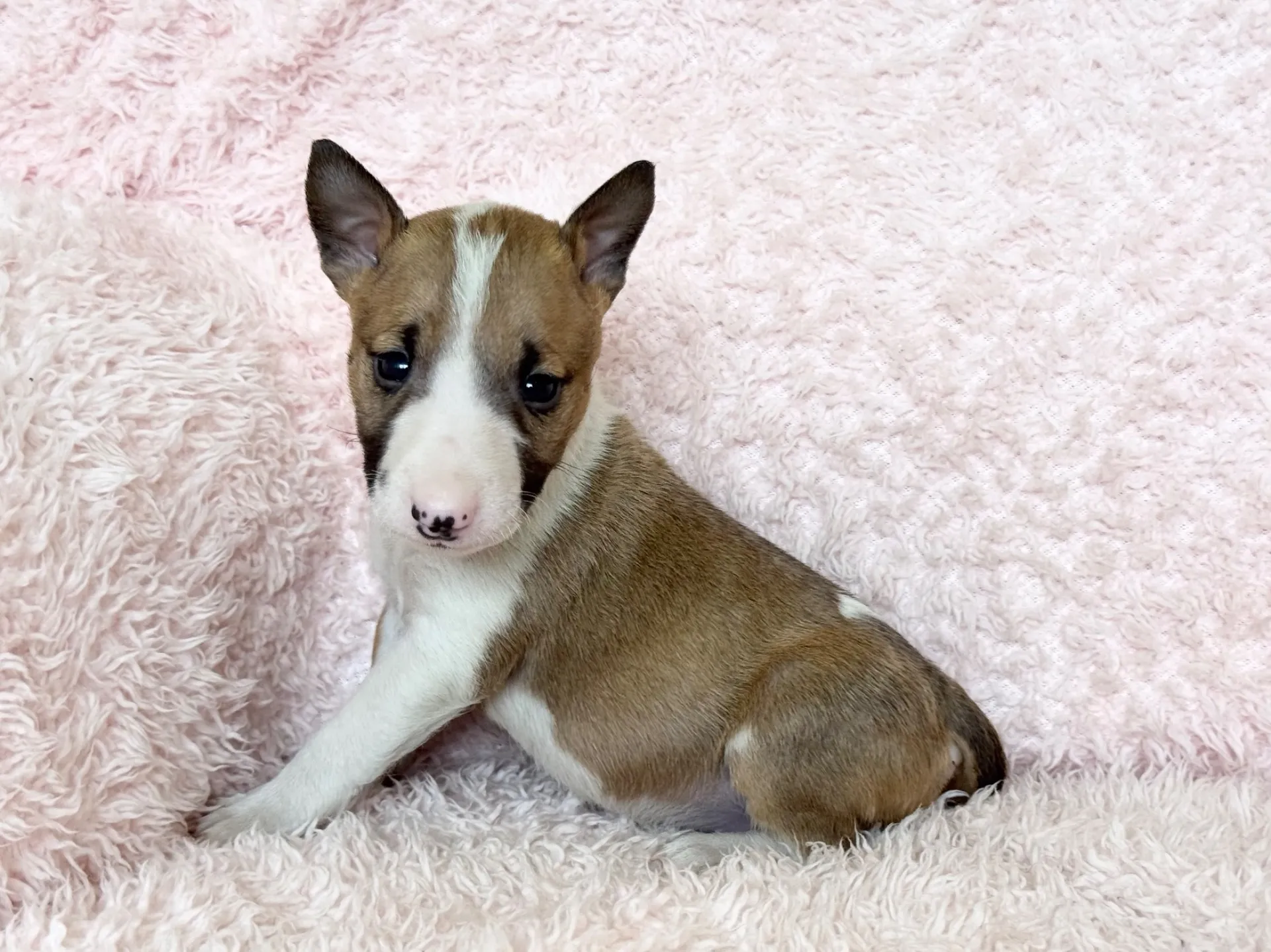 ミニチュアブルテリア