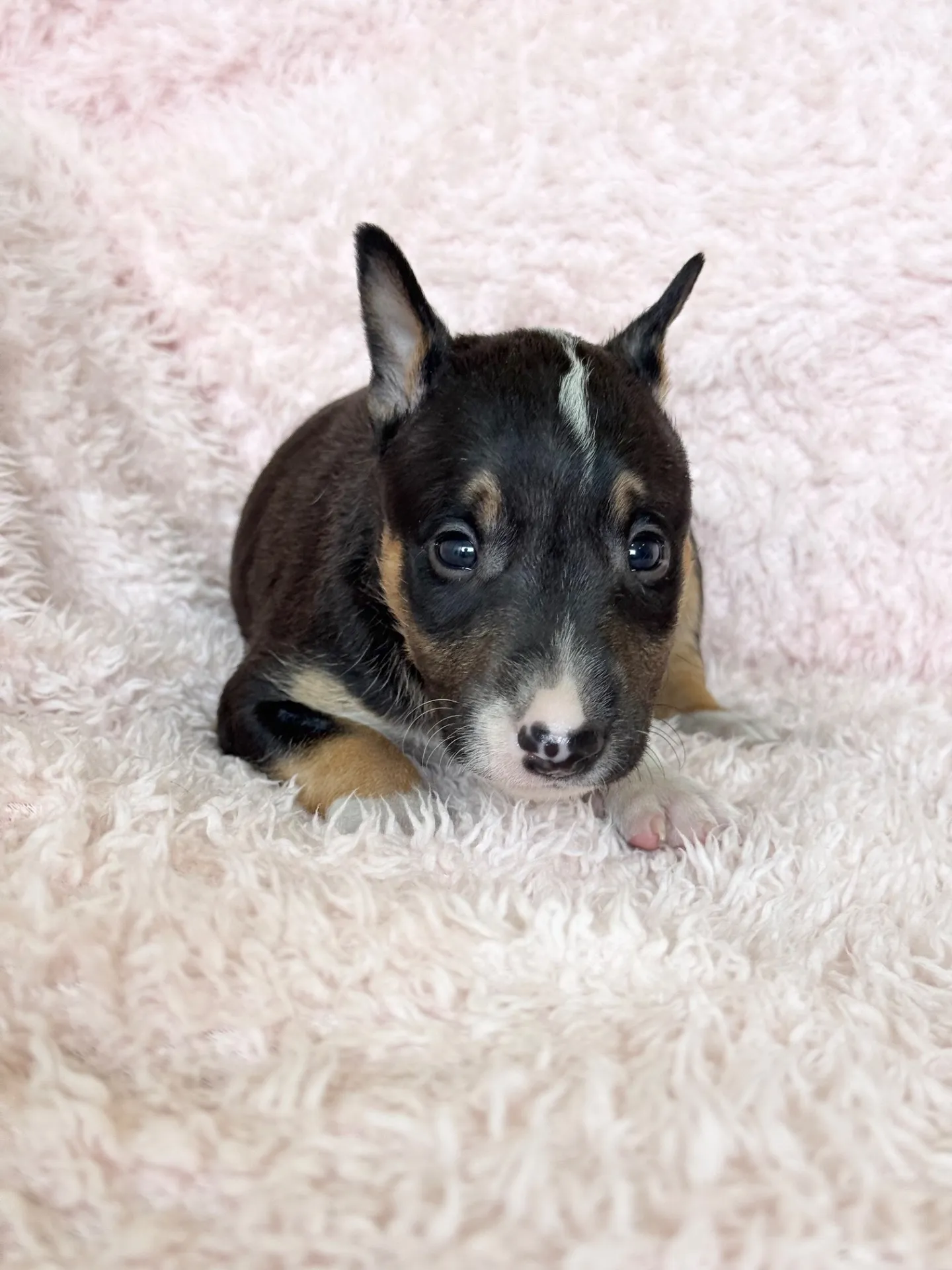 【ご契約済み】ミニチュアブルテリア